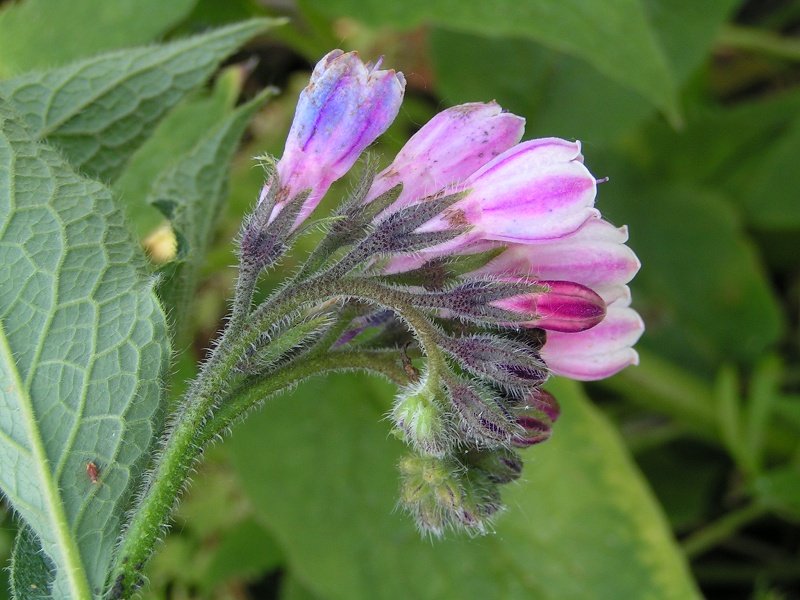 Comfrey flower.jpeg