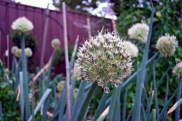 shallot flower.jpeg