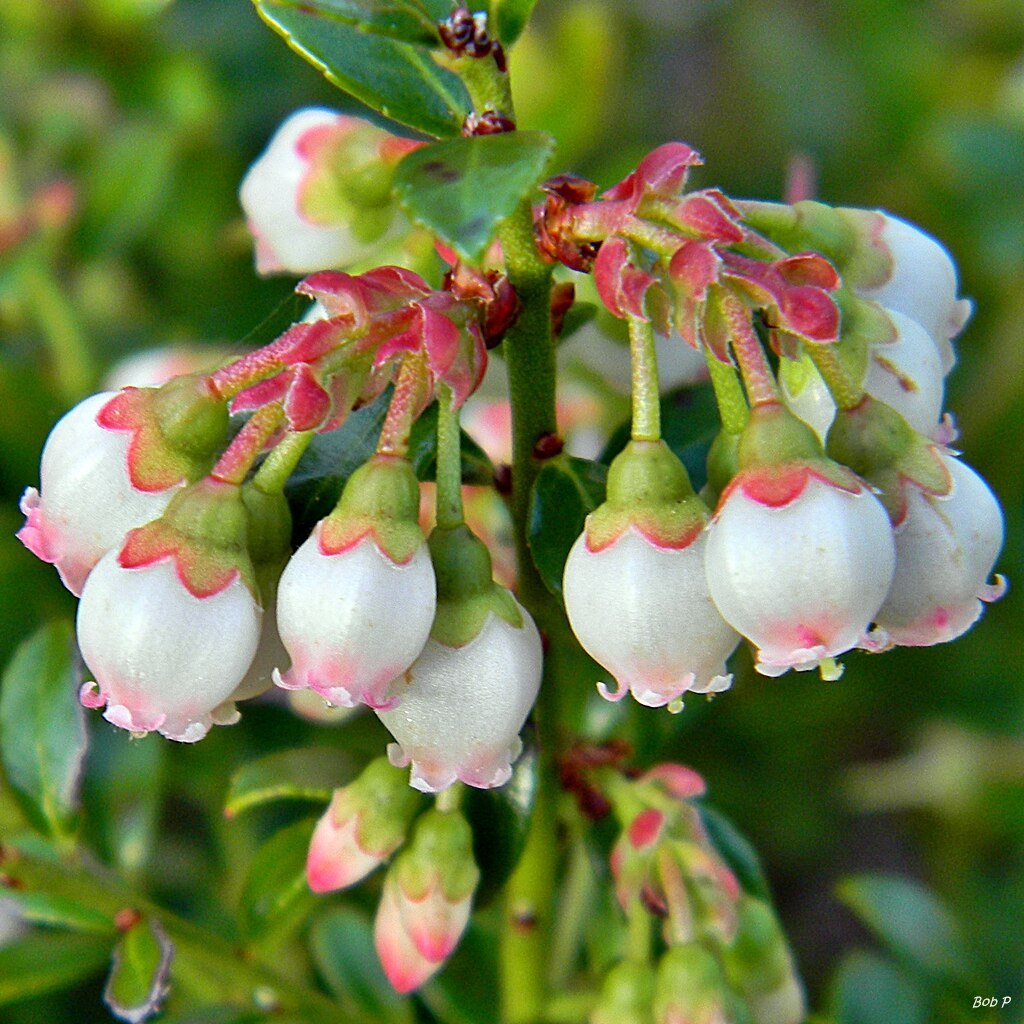 blueberry flower.jpeg