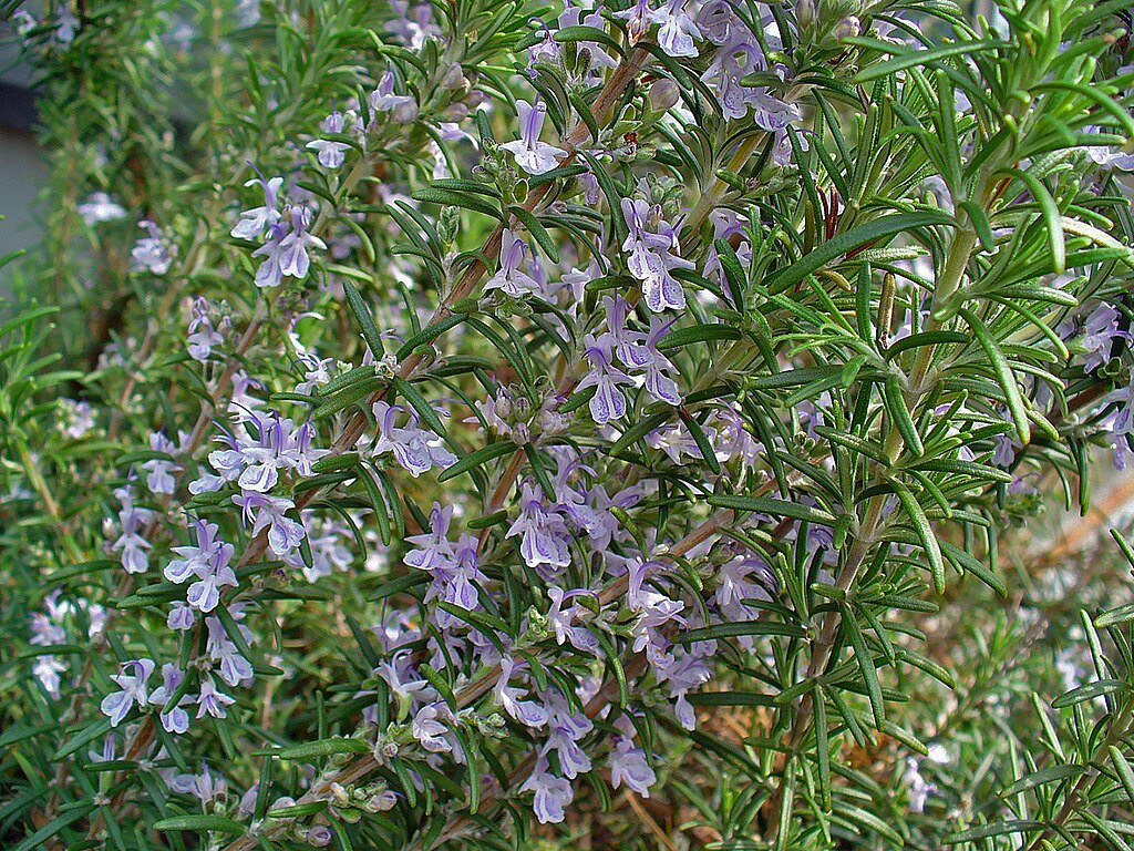 Rosmarinus_officinalis_0002.jpeg
