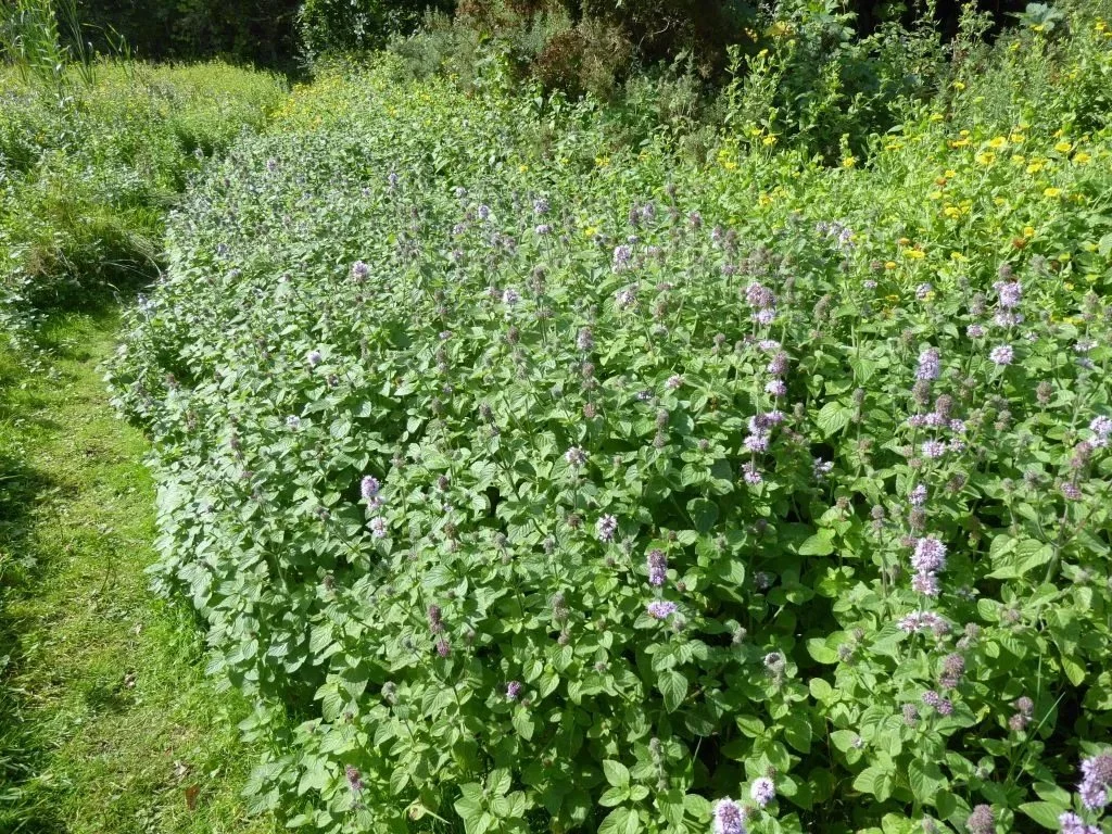 Water Mint Home water-mint-home
