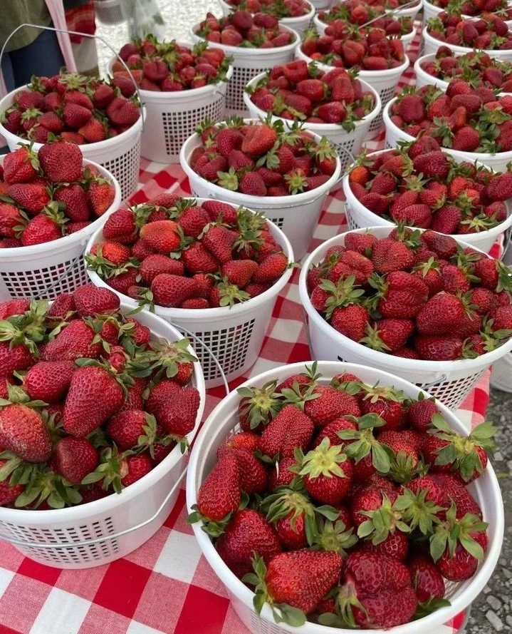 🍓🍓🍓Strawberries make their arrival at The Market today!!! Come and get them while supplies last - they go fast!! Check them out at the Champion Farms booth. ⁠
⁠
Don't forget, the Market is in a new location adjacent to Tupelo Honey, 900 MidCity Dr