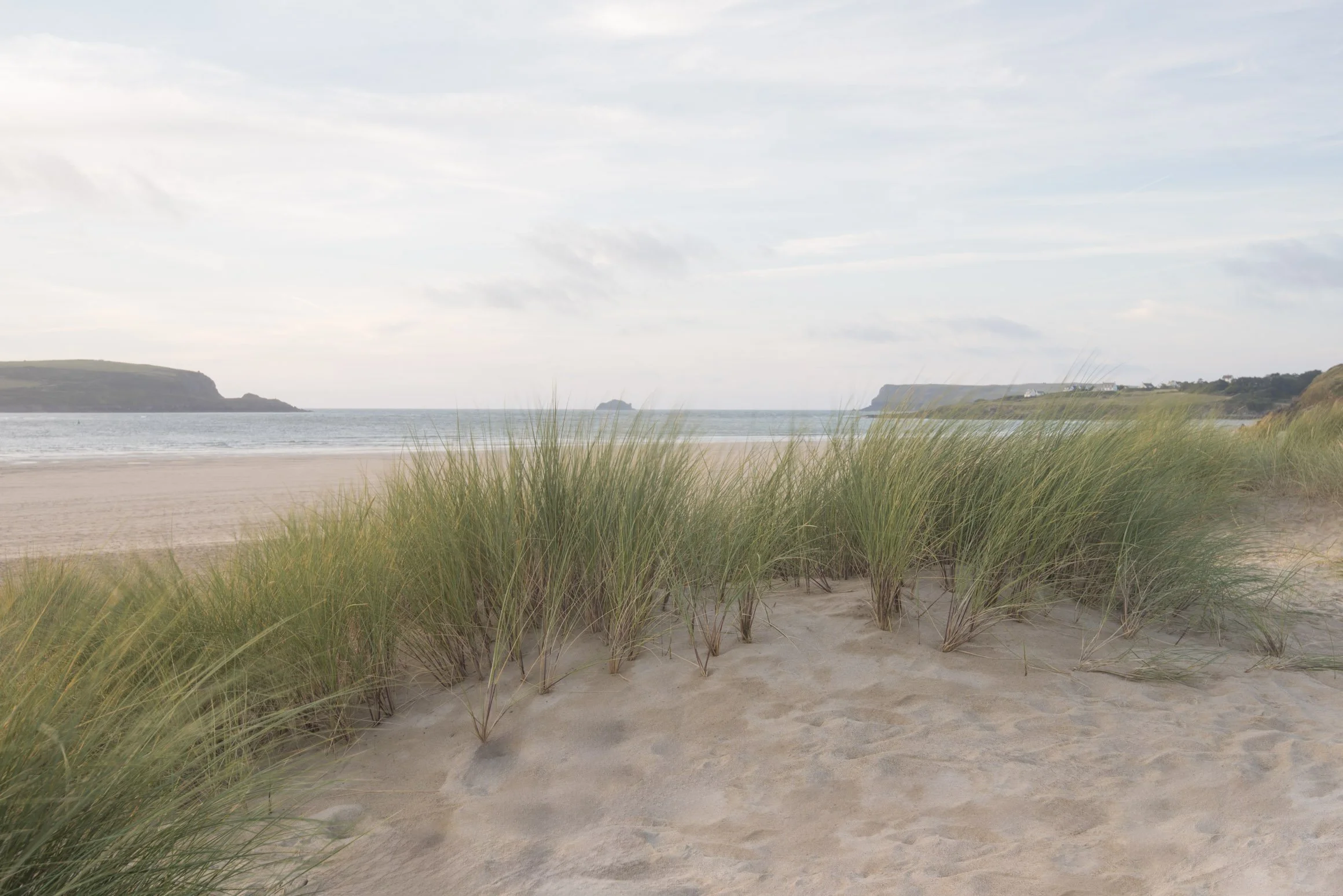 Brea Beach Grasses (1192)