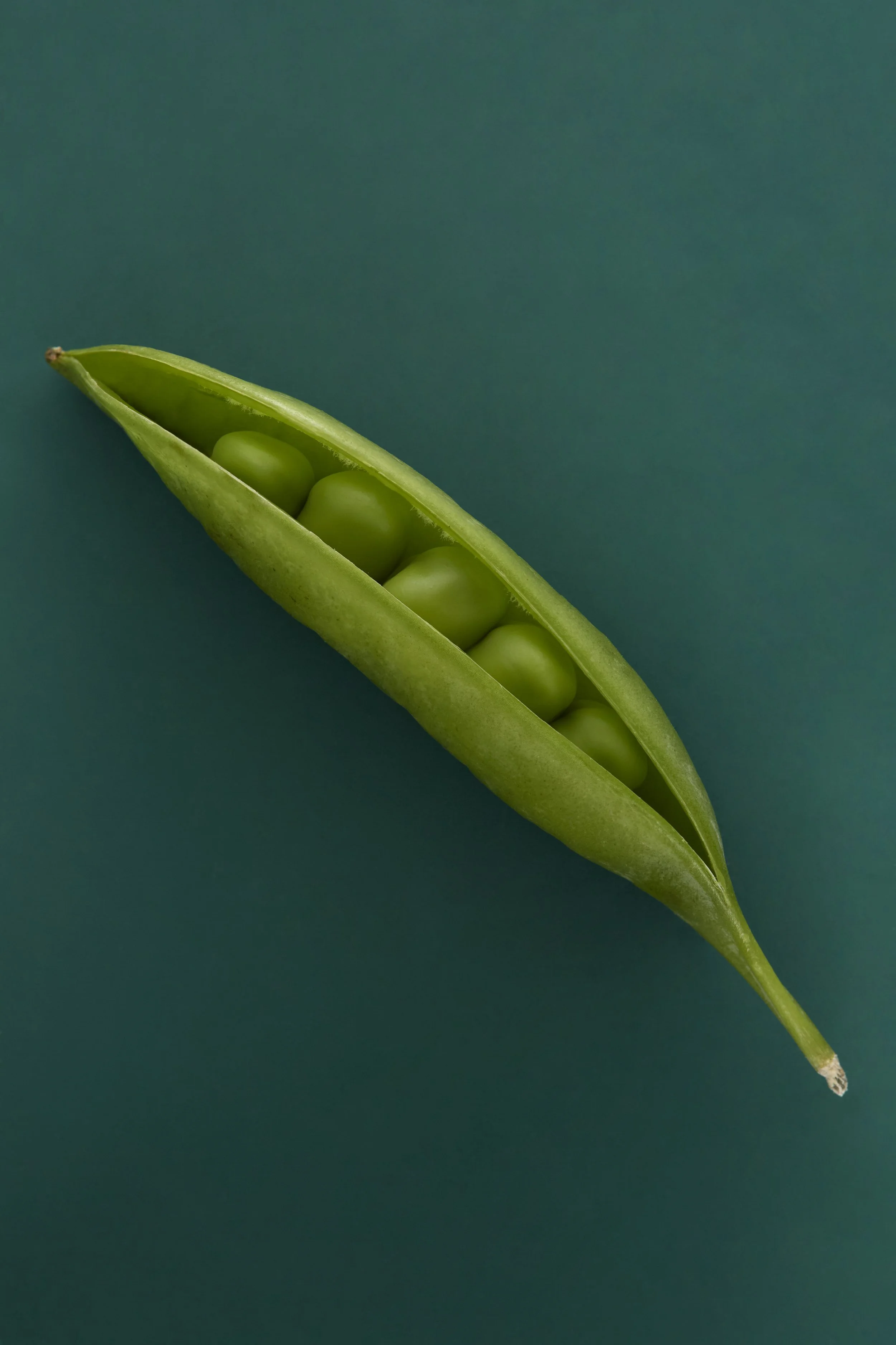 Peapod.jpg