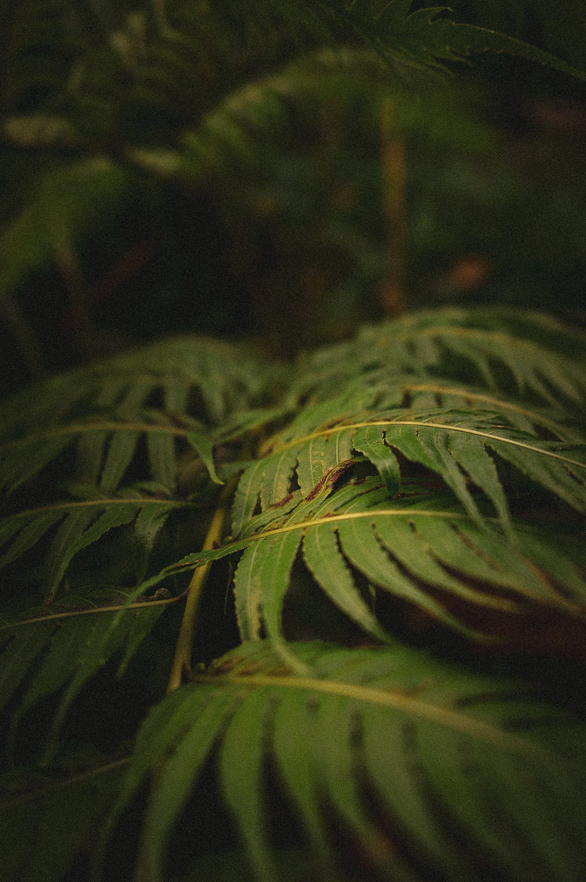Close-up of green fern leaves with a shallow depth of field.
