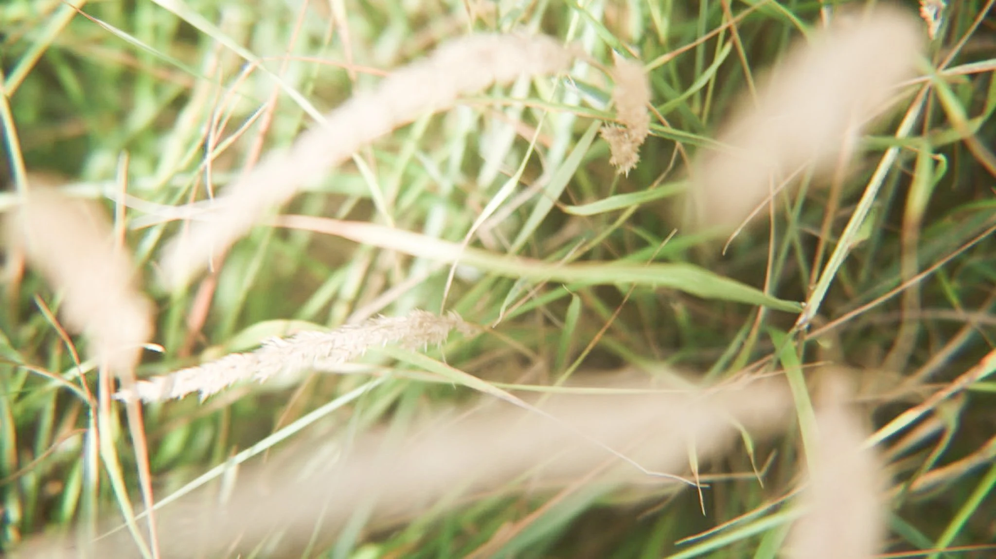 Close-up of grass and tall plant stems with blurred background.