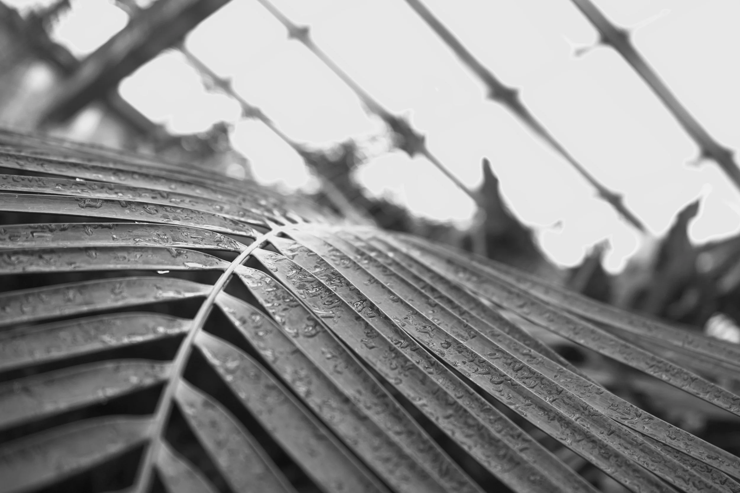Close-up of a palm frond with water droplets, in black and white.