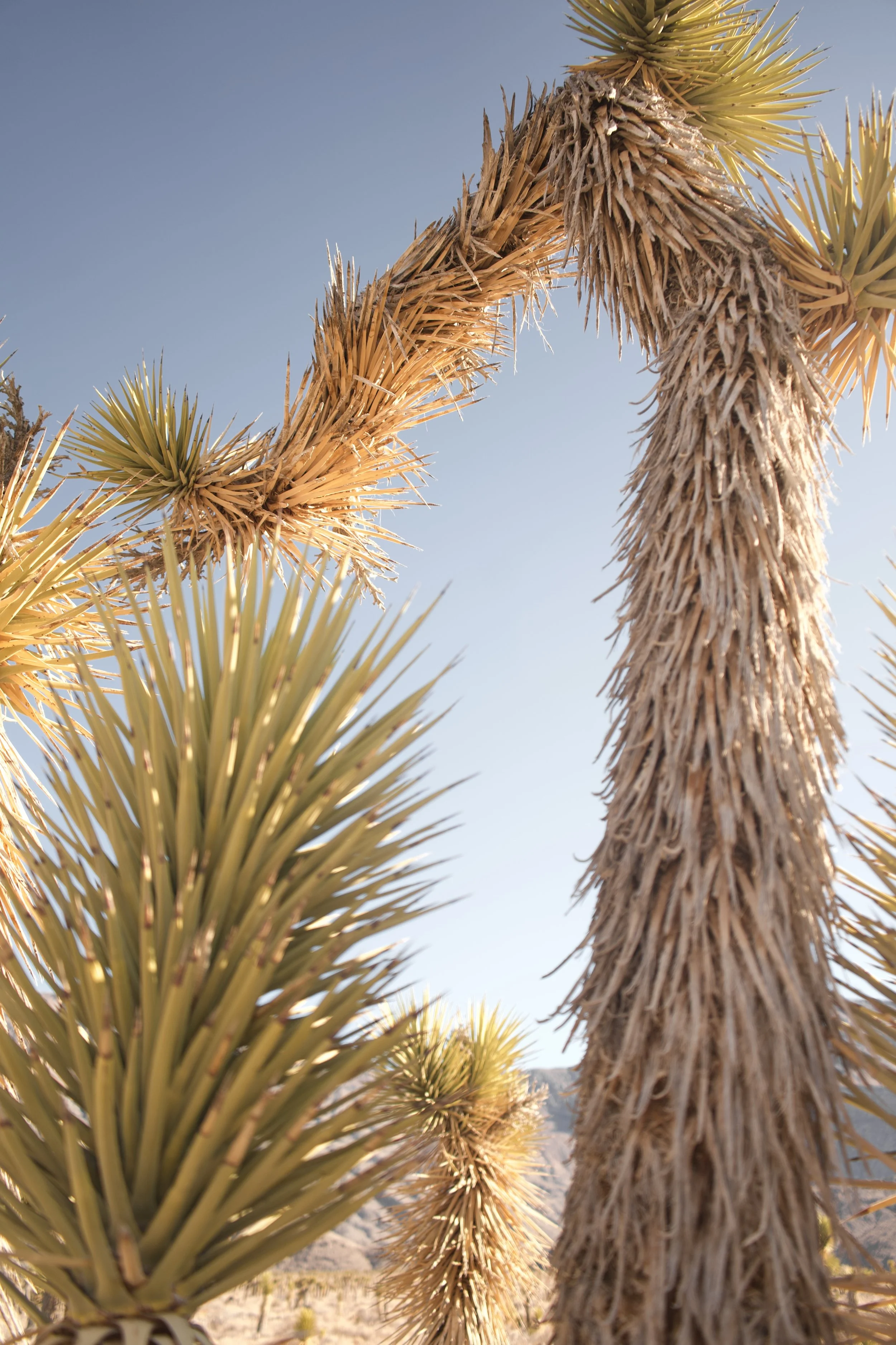 Close-up of a desert landscape with tall, spiky Joshua trees under a clear blue sky.
