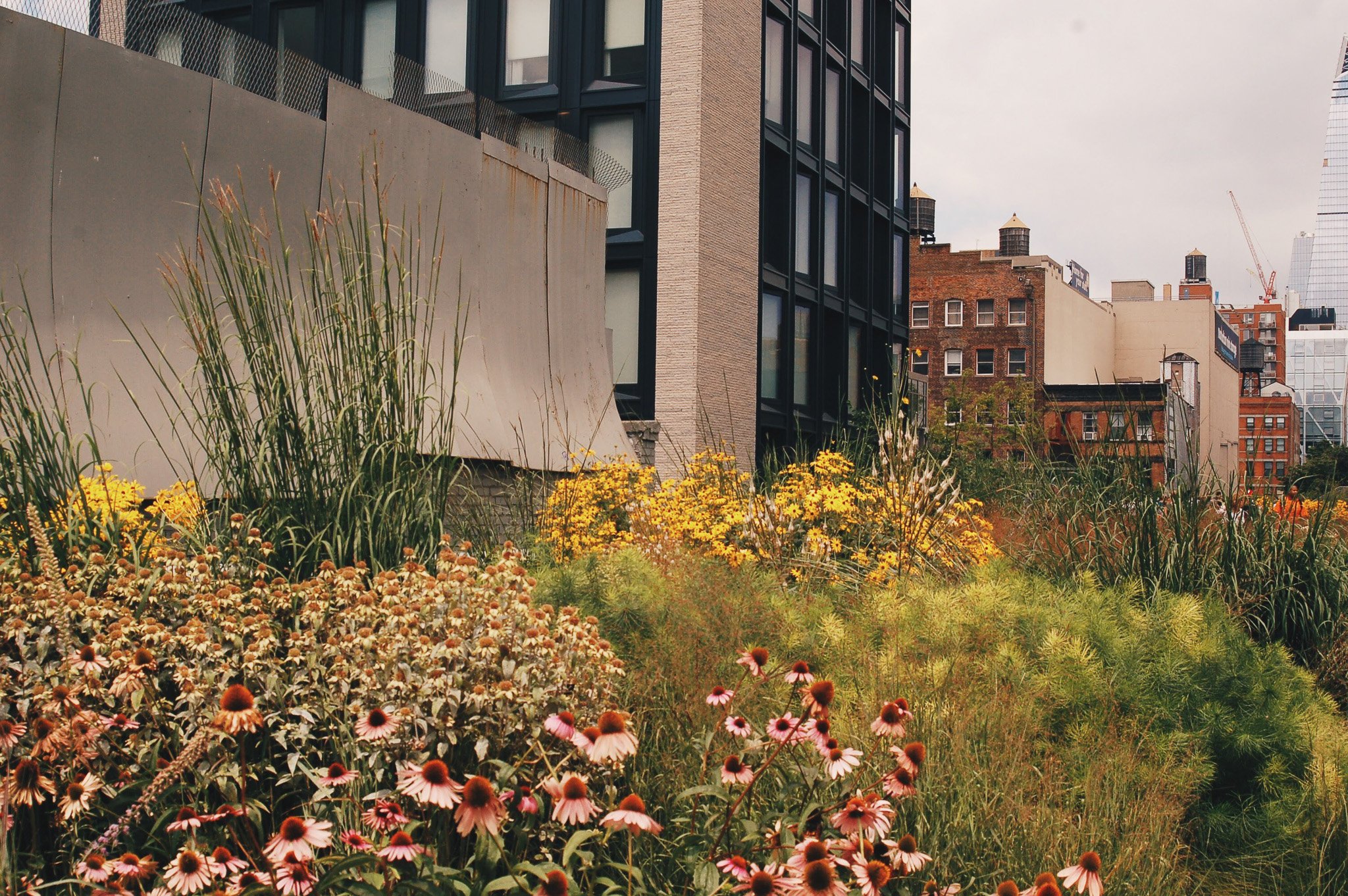 Urban rooftop garden with various flowering plants and tall grasses, surrounded by modern and historic buildings in the background.
