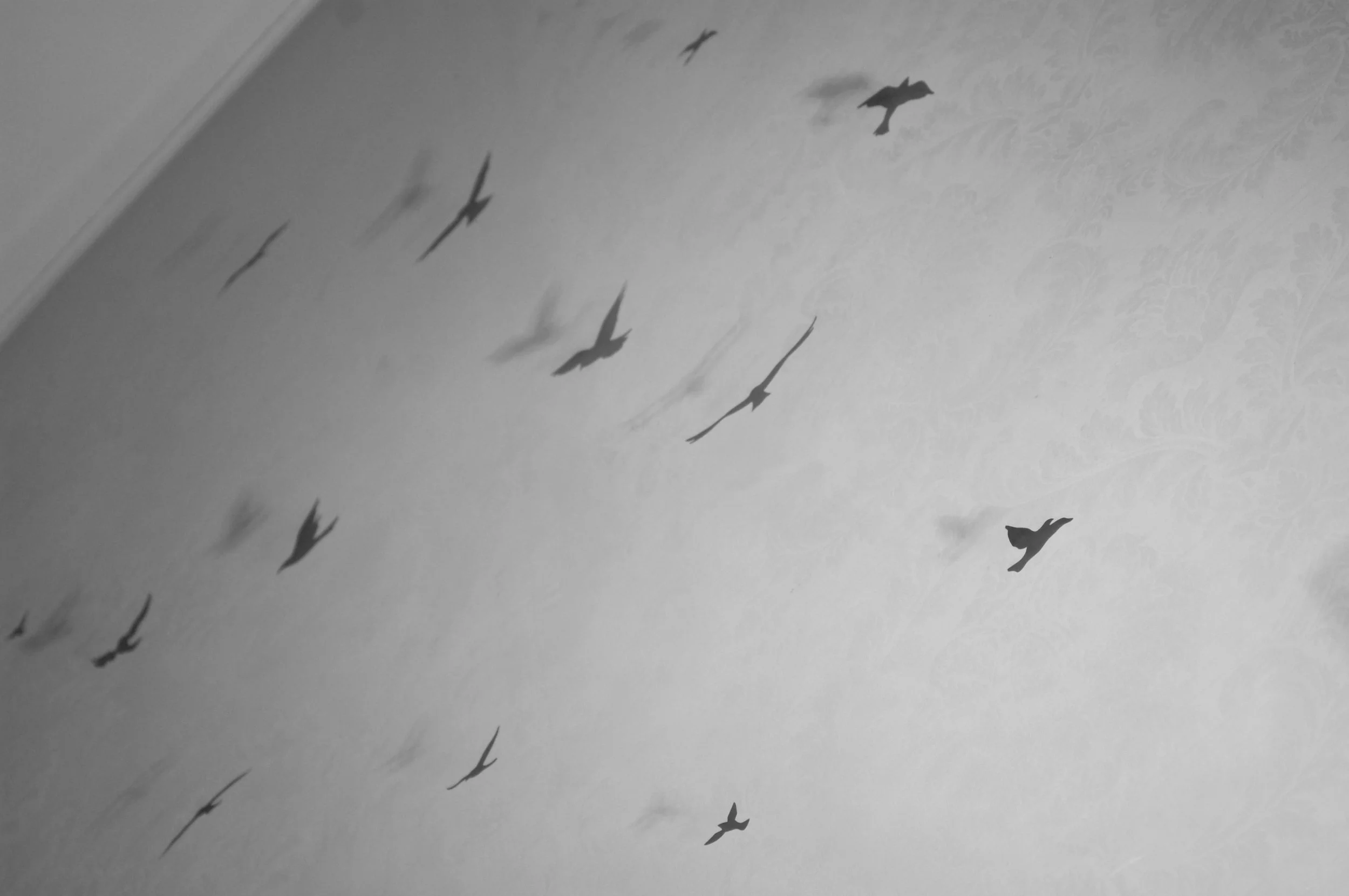 Silhouette of flying birds on a light-colored wall, with a floral pattern in the background.