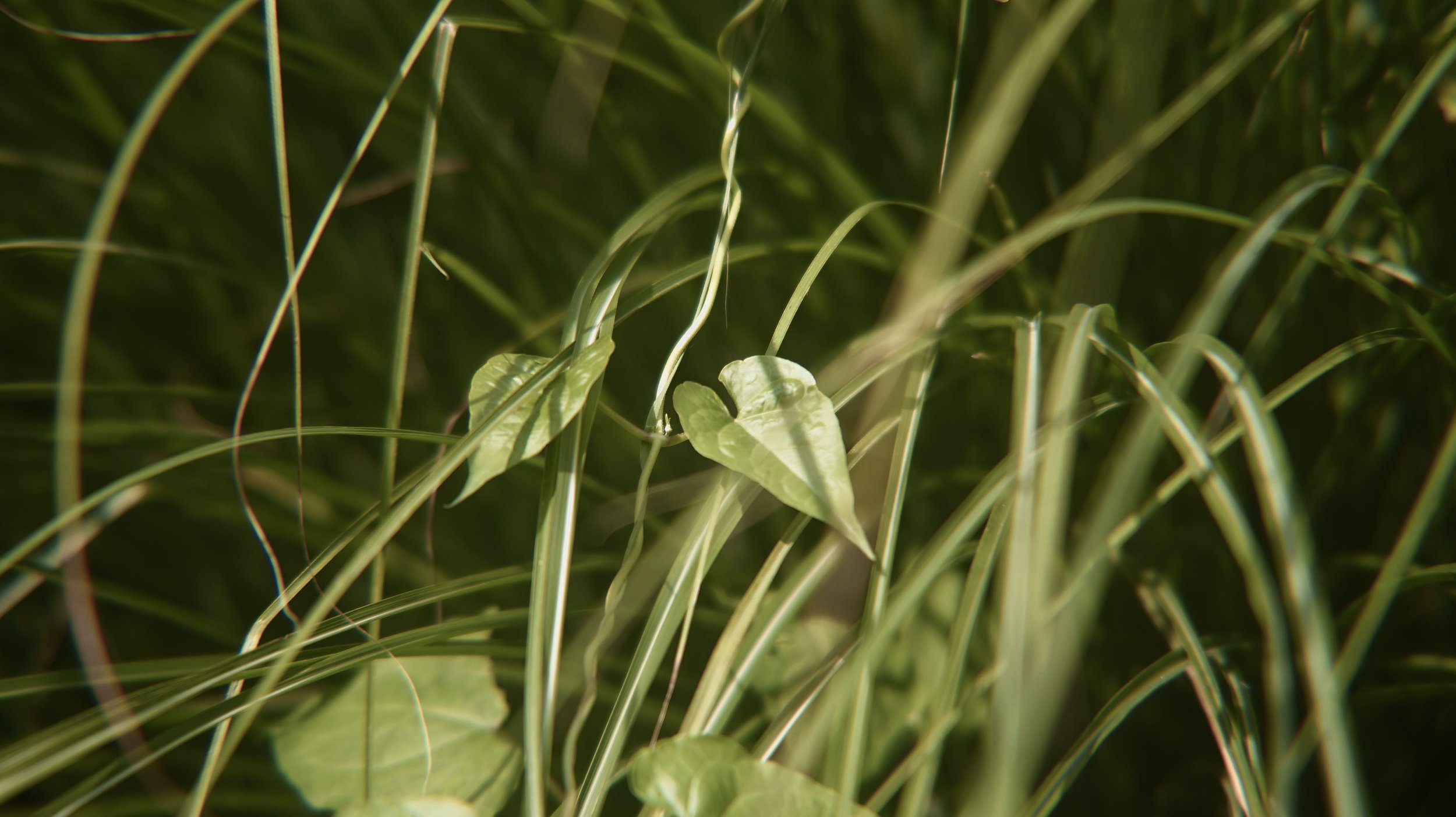 Close-up of green grass and a small vine with heart-shaped leaves