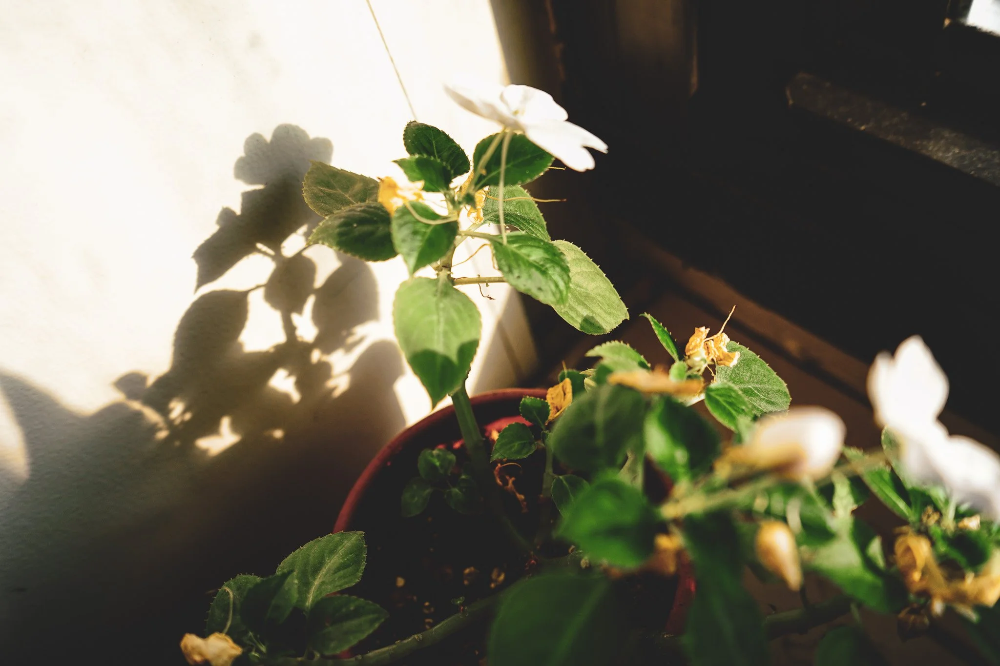 A potted plant with green leaves and white flowers, sunlight casting shadows on a white wall.