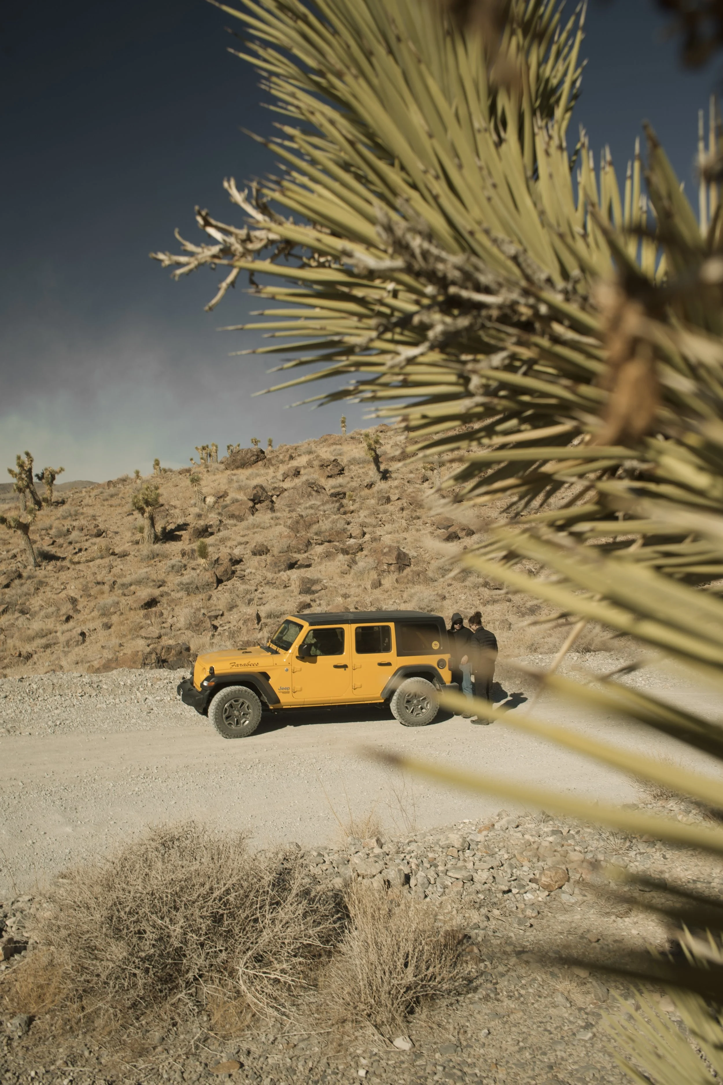A yellow Jeep parked on a dirt road in a desert landscape, with two people standing beside it, framed by a large yucca plant in the foreground.