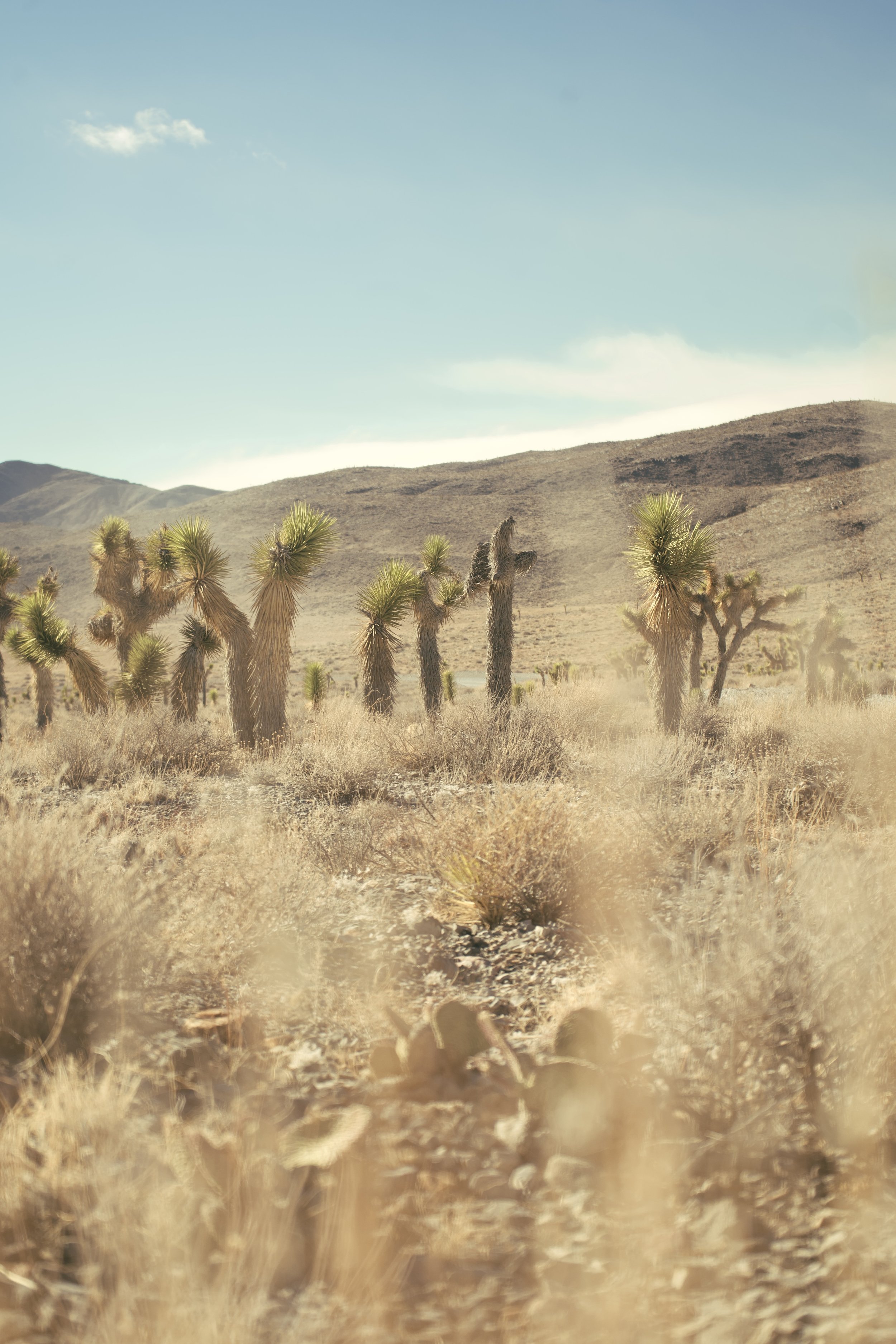 A desert landscape with Joshua trees, dry grasses, and distant mountains under a blue sky with a few clouds.