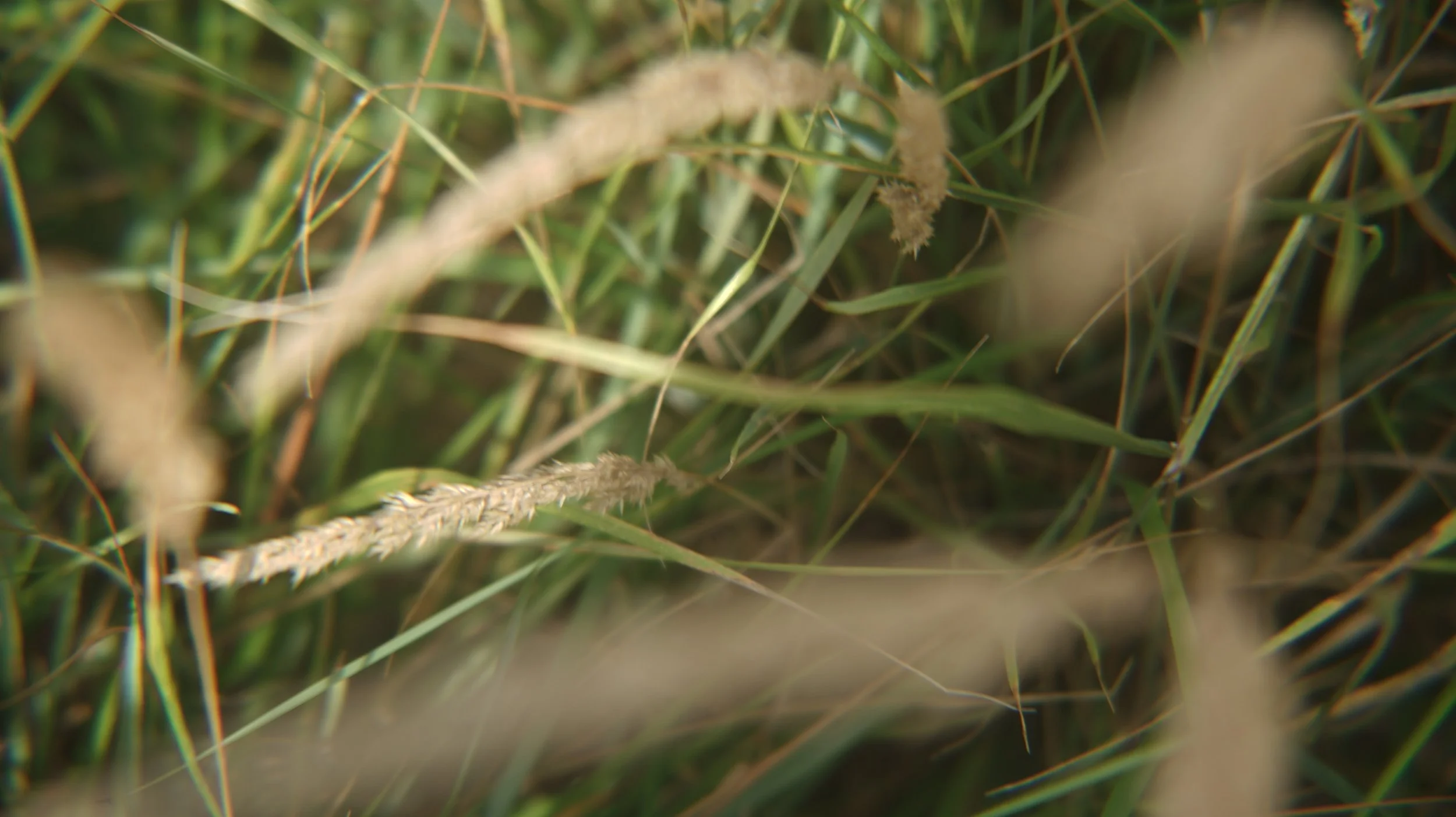 Close-up of tall grass with some seed heads among green leaves