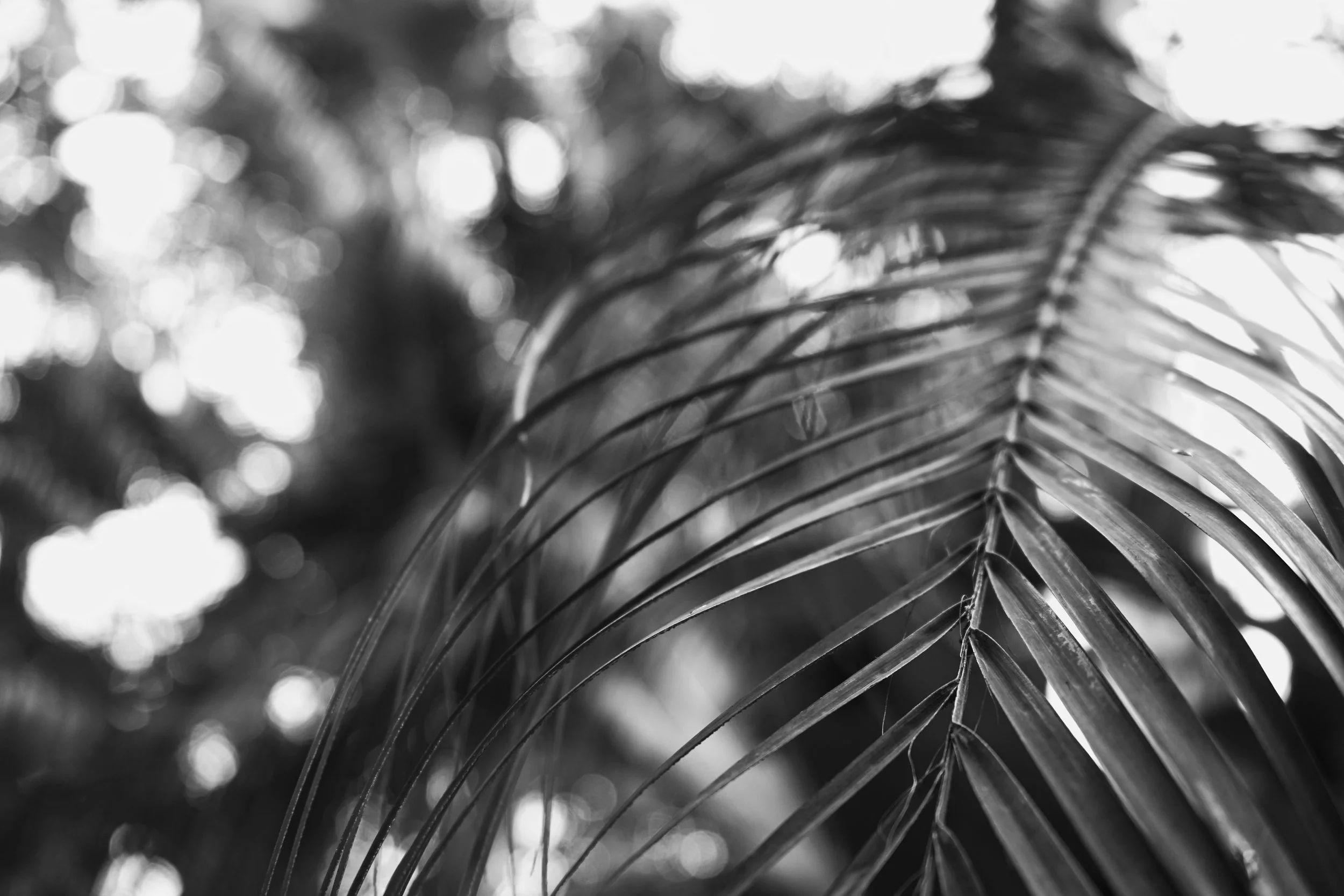 Close-up of a palm leaf in black and white with blurred background.