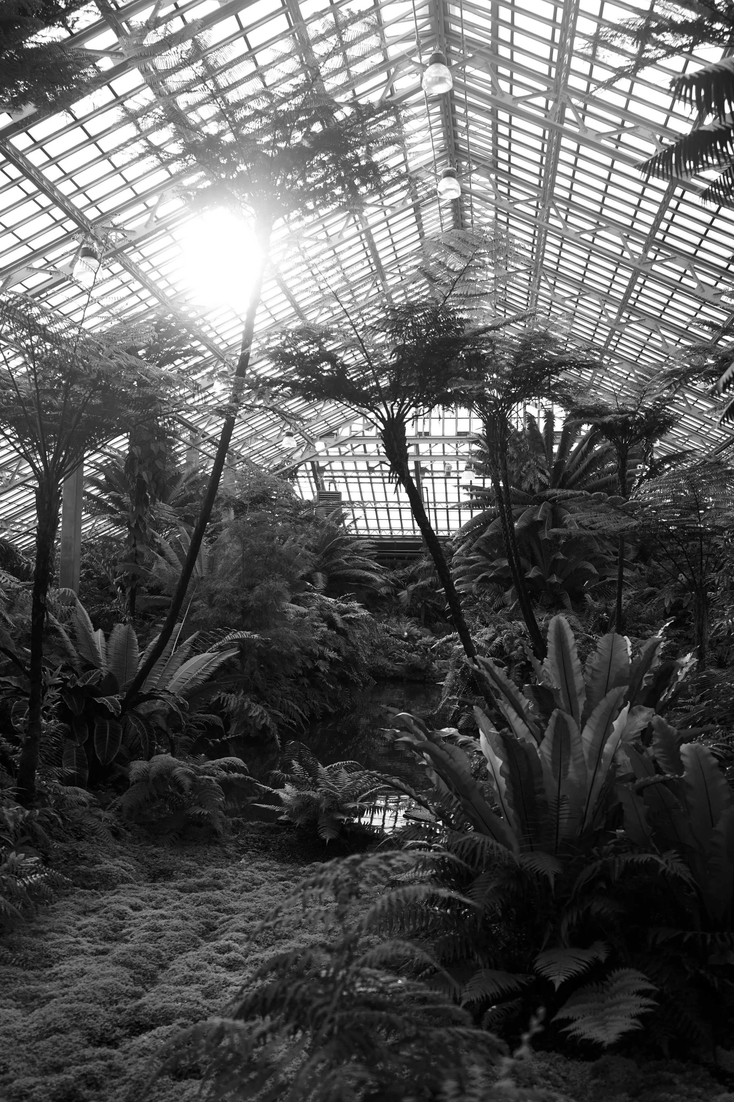 Black and white photograph of a lush indoor botanical garden with a glass roof, large ferns, and tropical plants, with sunlight streaming through.