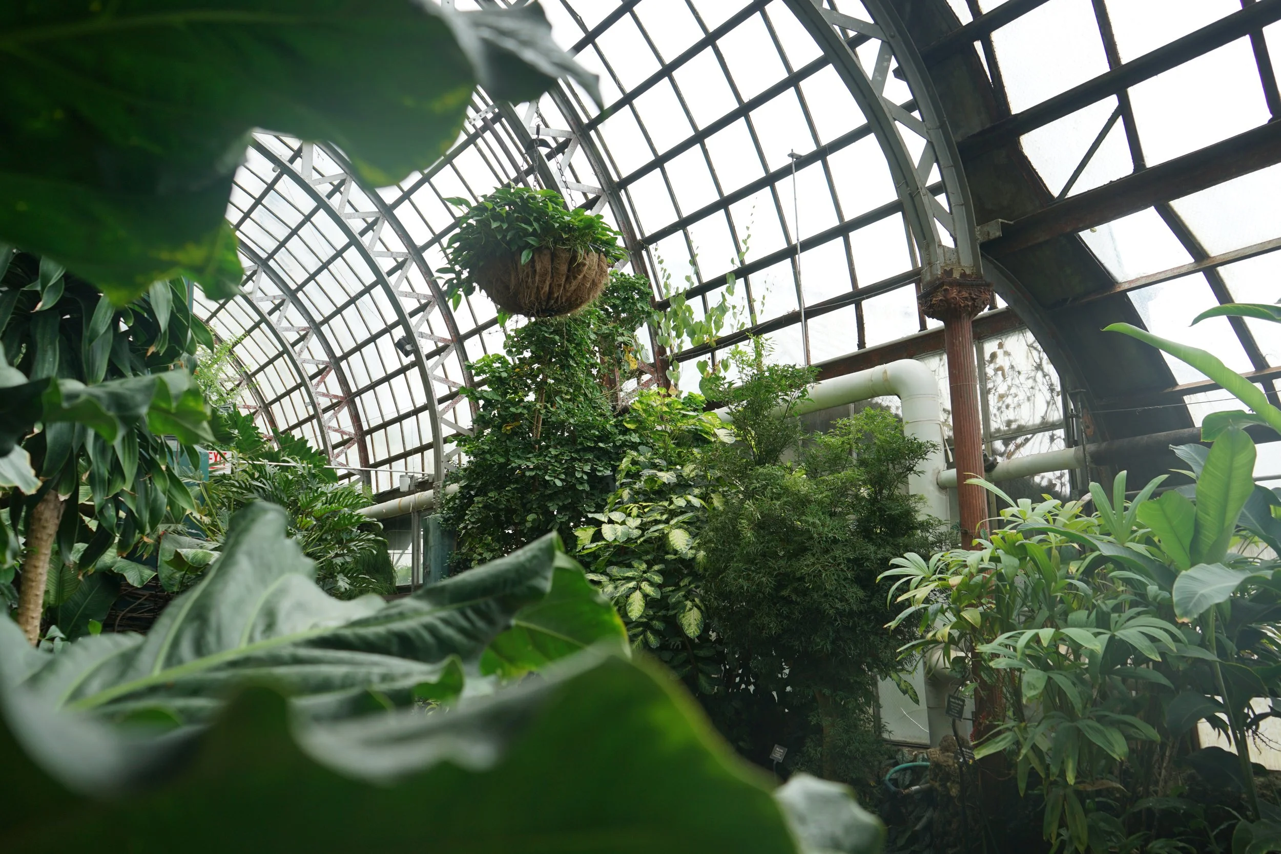 Inside a greenhouse with a curved glass roof filled with various green plants and hanging baskets.