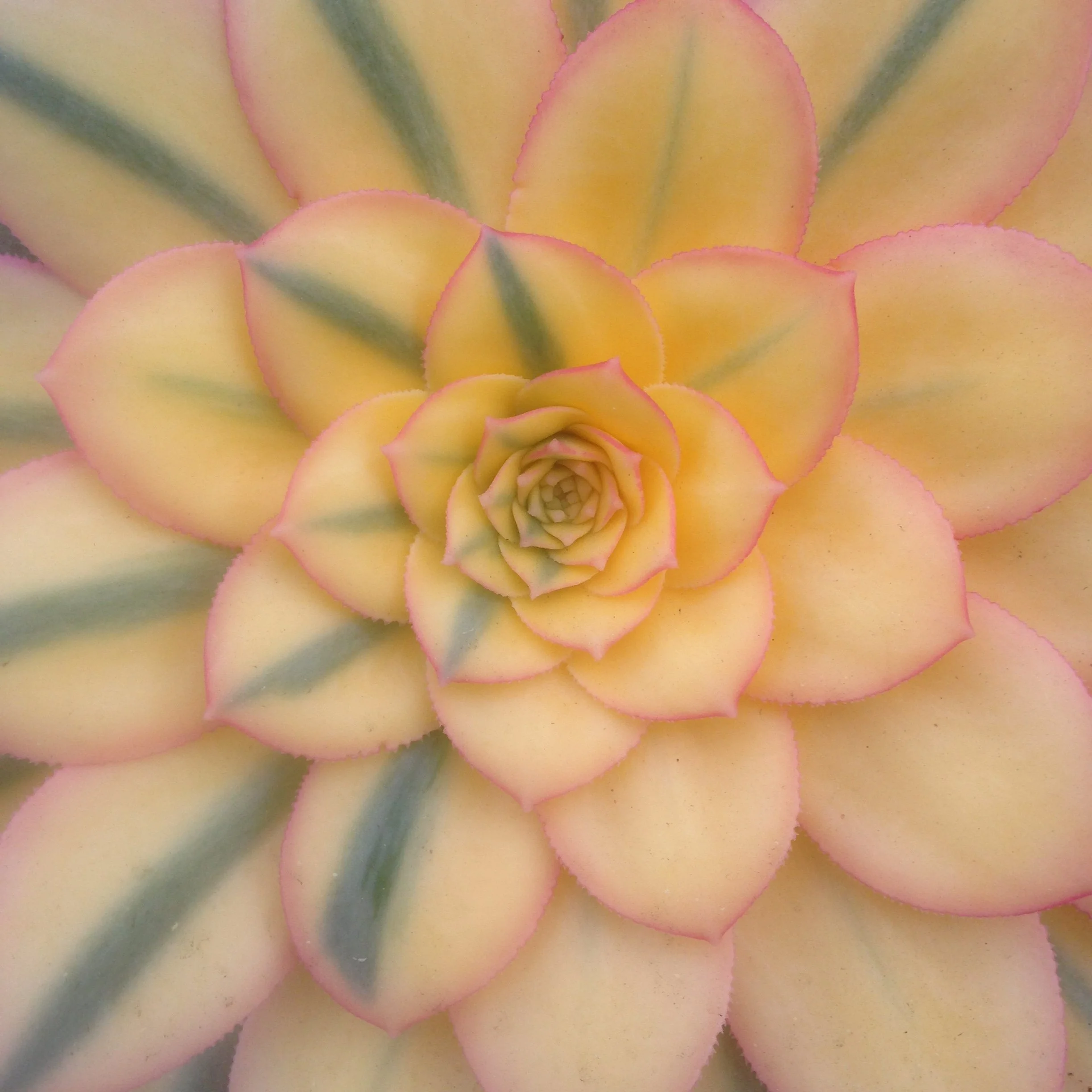 Close-up of a succulent plant with yellow leaves edged in pink and green accents.