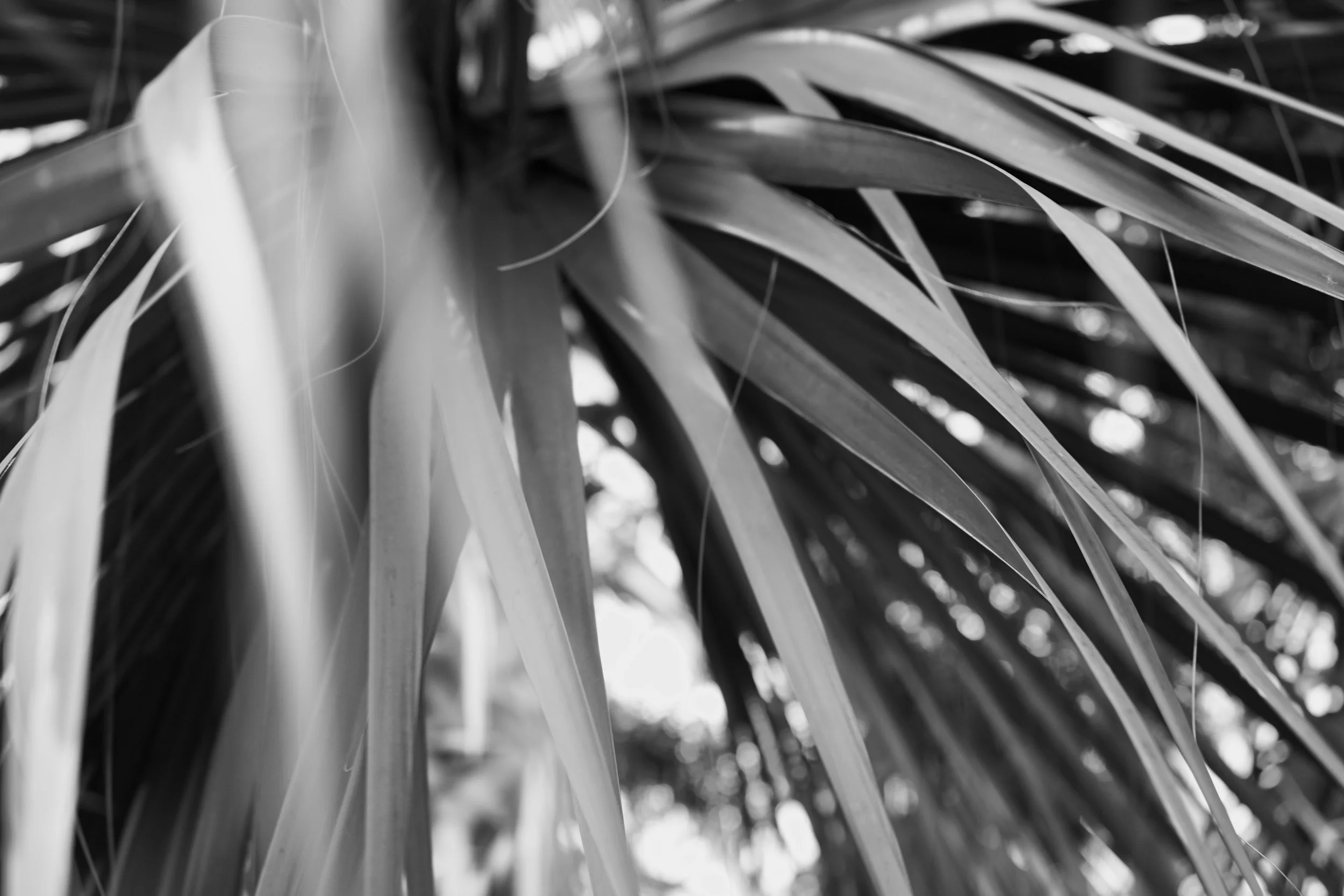 Close-up black and white photo of long, pointed leaves of a plant or tree.