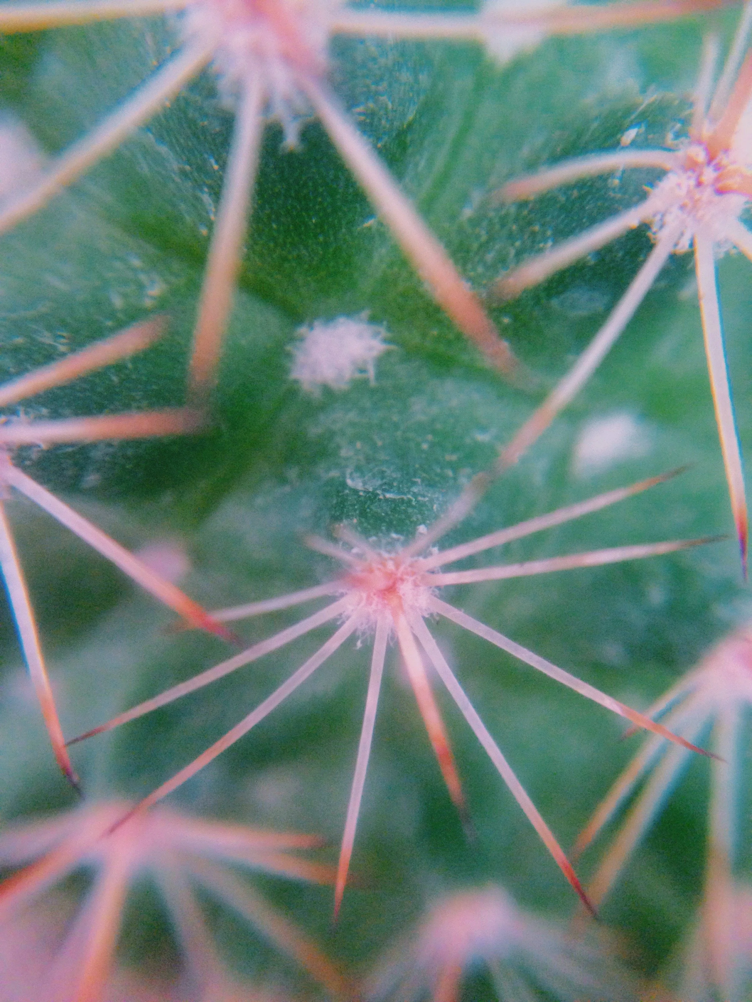 Close-up of cactus with green surface, sharp pinkish spines, and small white fuzzy growth in the center.