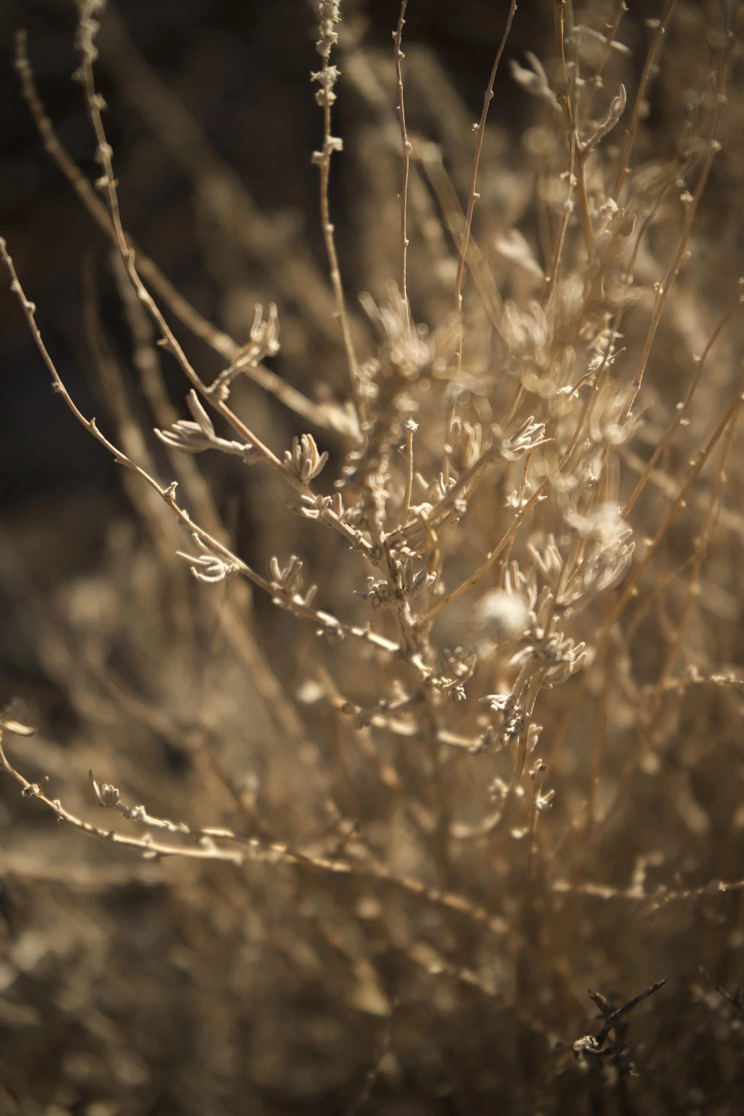 Close-up photograph of dry, brown, leafless plant stems and branches in warm sunlight.