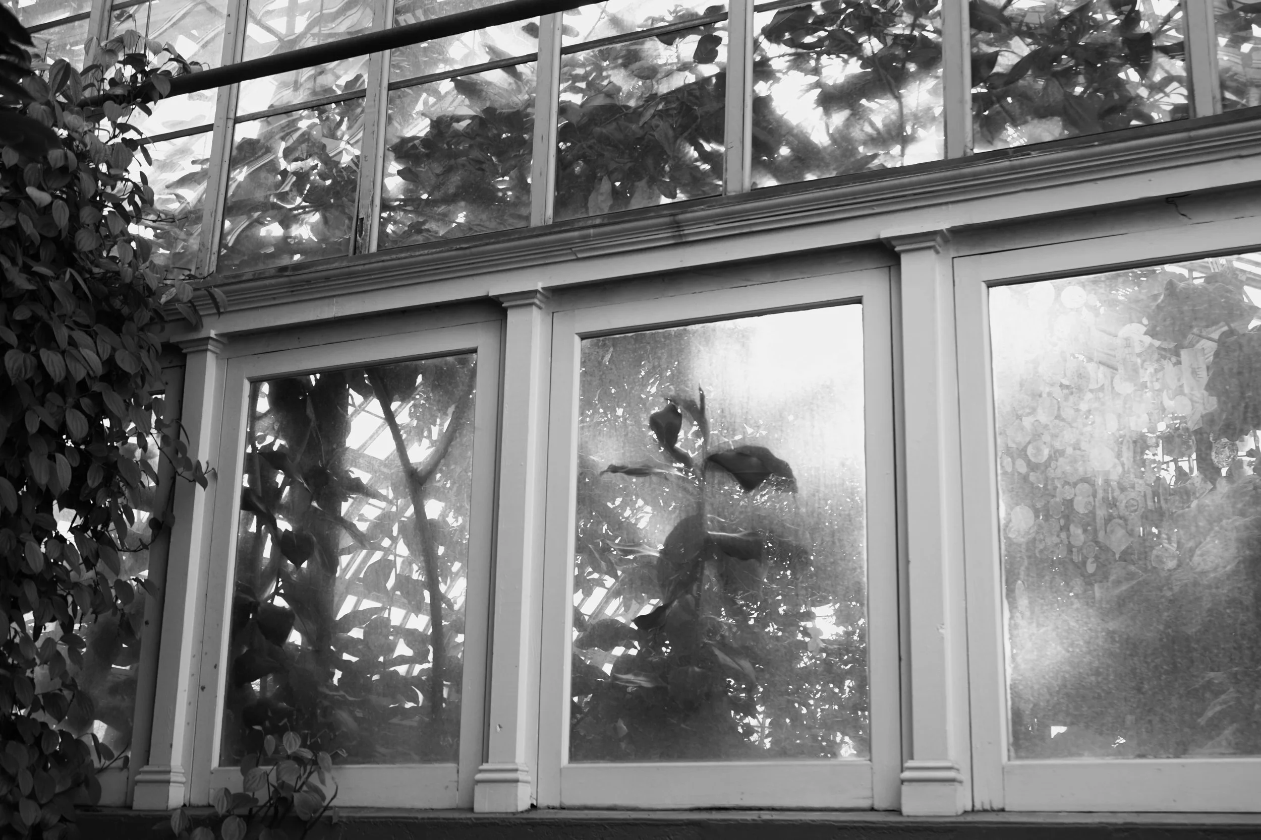 A black and white photo of a building with large glass windows showing plants inside, with a leafy tree on the left side.