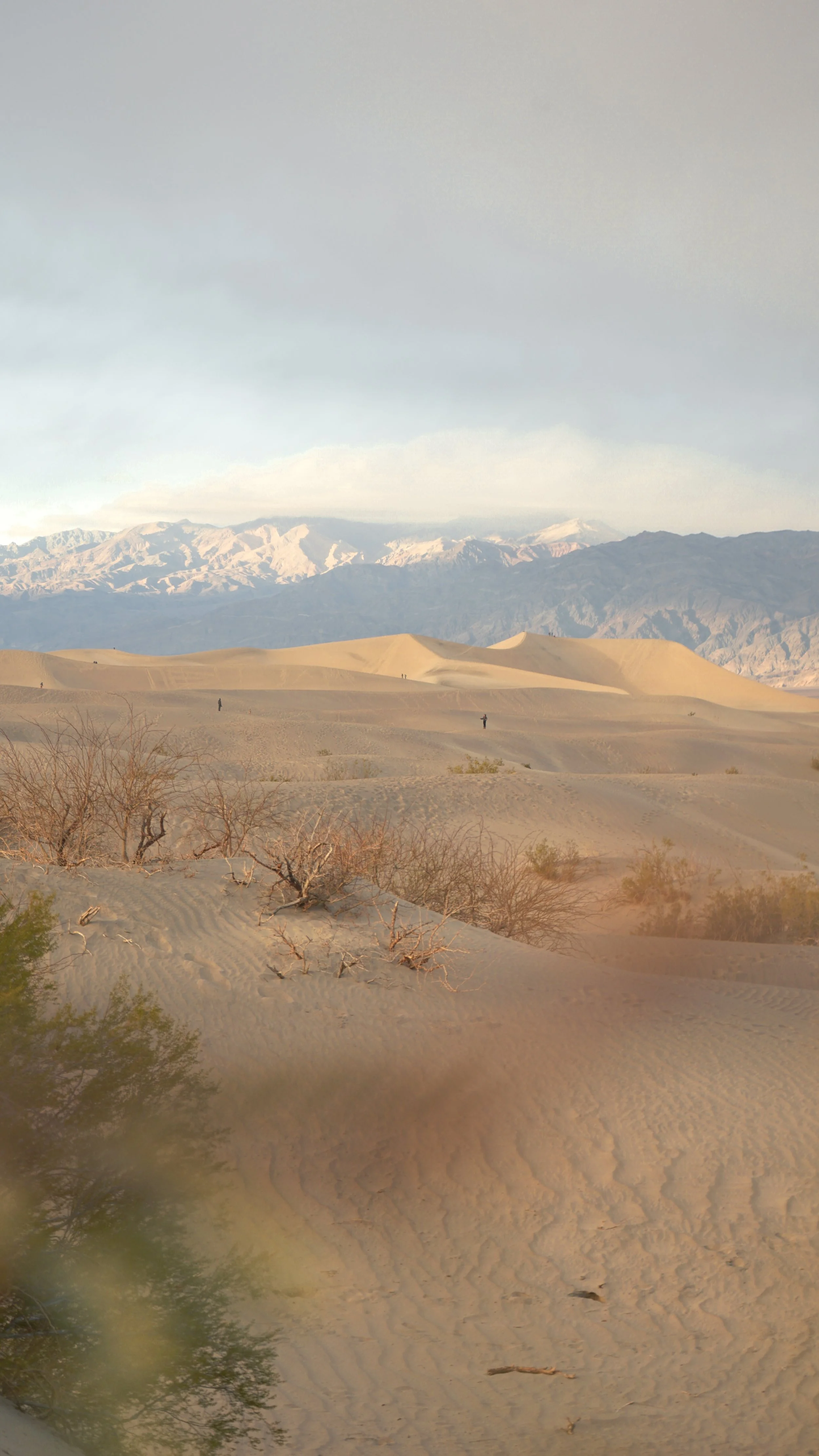 Desert landscape with sand dunes, sparse vegetation, and distant mountains under a cloudy sky.