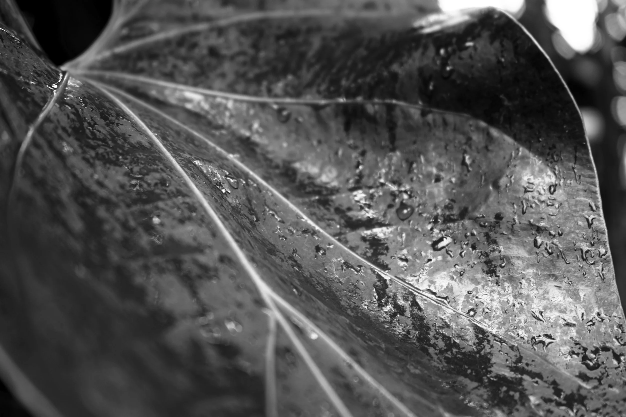 Close-up of a wet, dark leaf with water droplets on its surface.