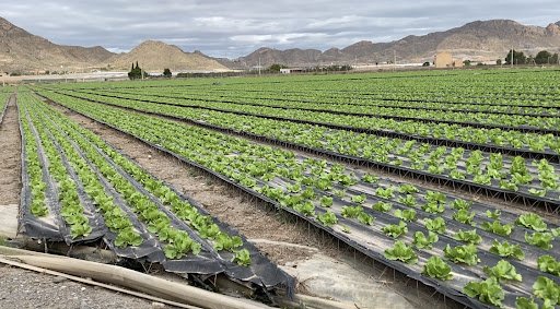 Crops Without Soil (Hydroponics)