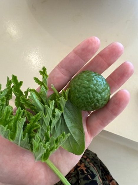Bergamot