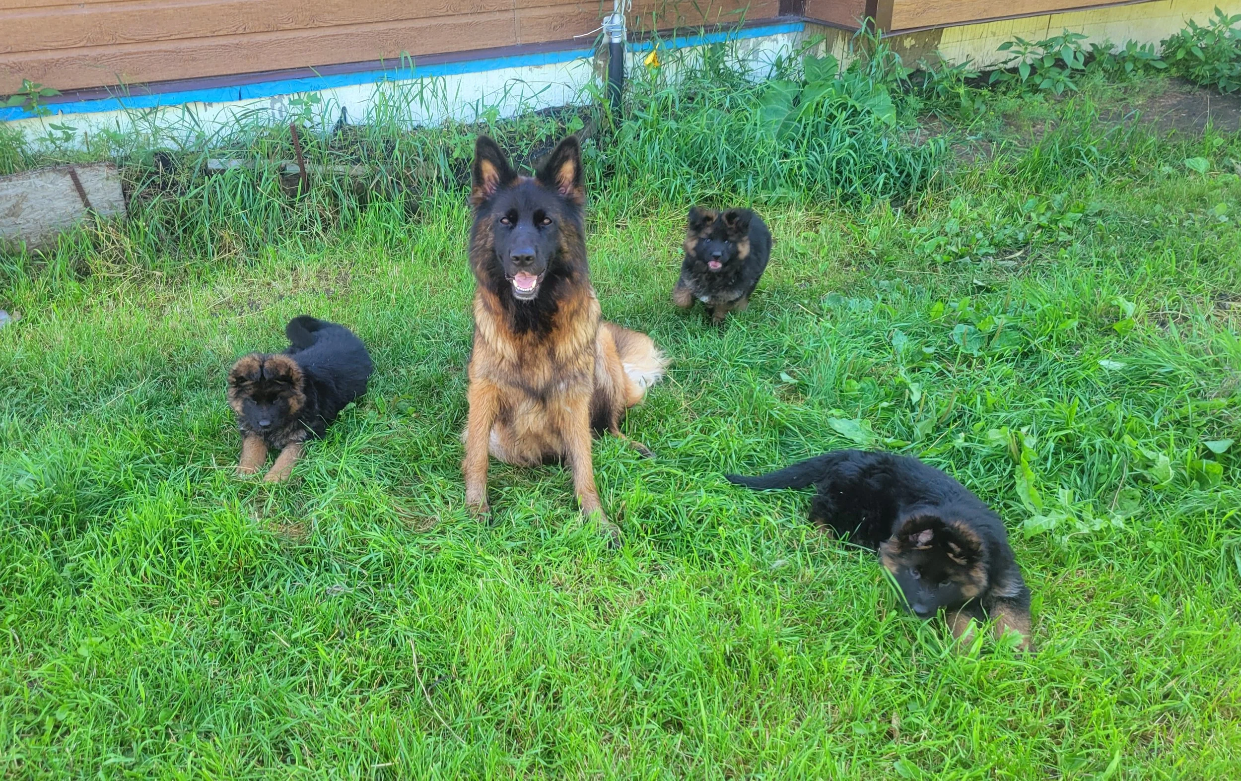 A Long-Haired European German Shepherd dam surrounded by her playful puppies in a secure outdoor environment, highlighting the early socialization and exceptional bloodlines of Vom Eistobel.