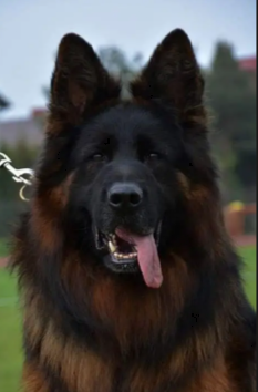 Vom Eistobel German Shepherd ancestry illustrating foundation European bloodlines through Baston z Heydlowego Wzgórza and preservation breeding origins.