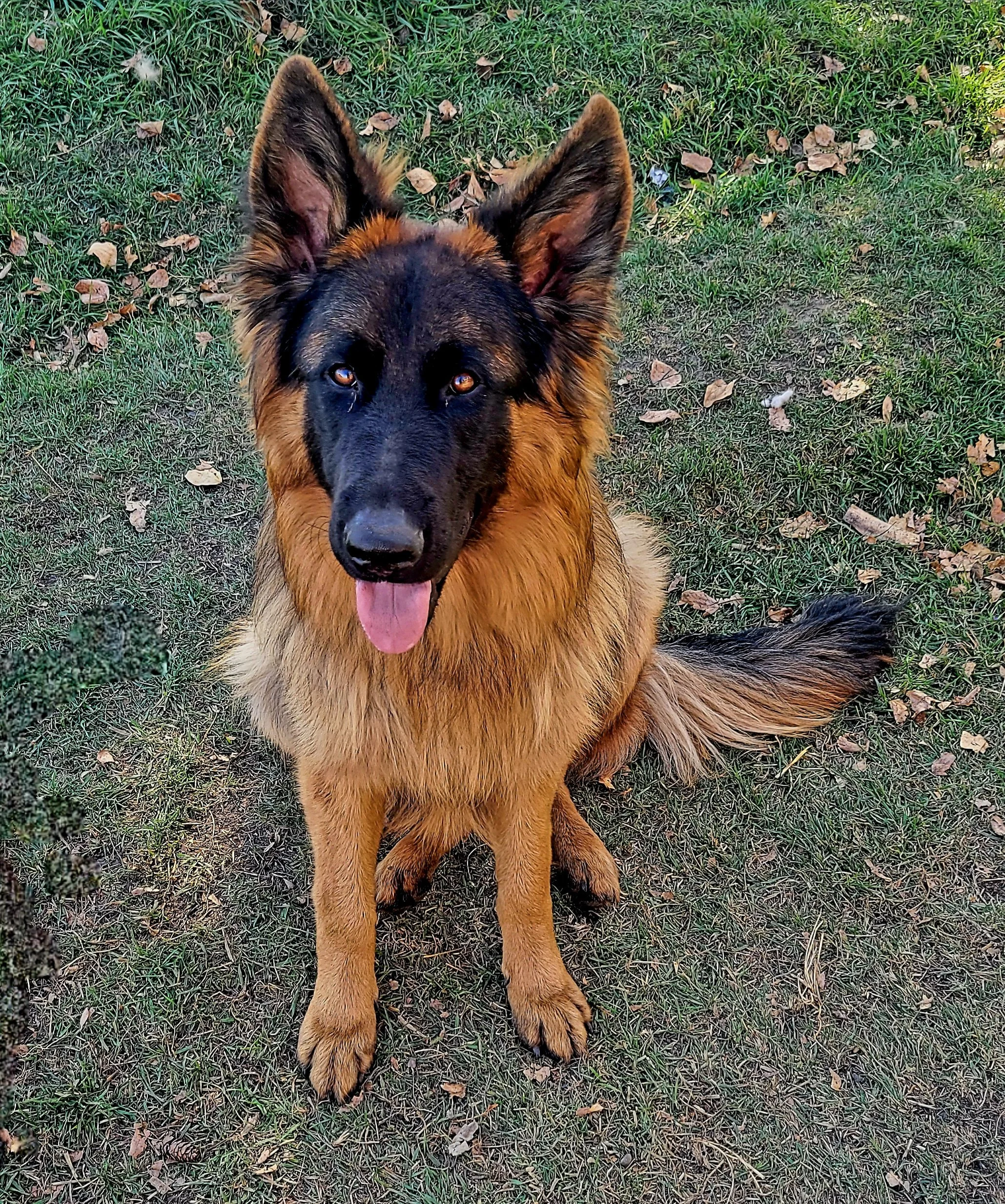 Balto Vom Eistobel a 
Long-Haired European German Shepherd resting on green grass surrounded by autumn leaves, showcasing premium European bloodlines, exceptional temperament, and preservation breeding in Canada.
