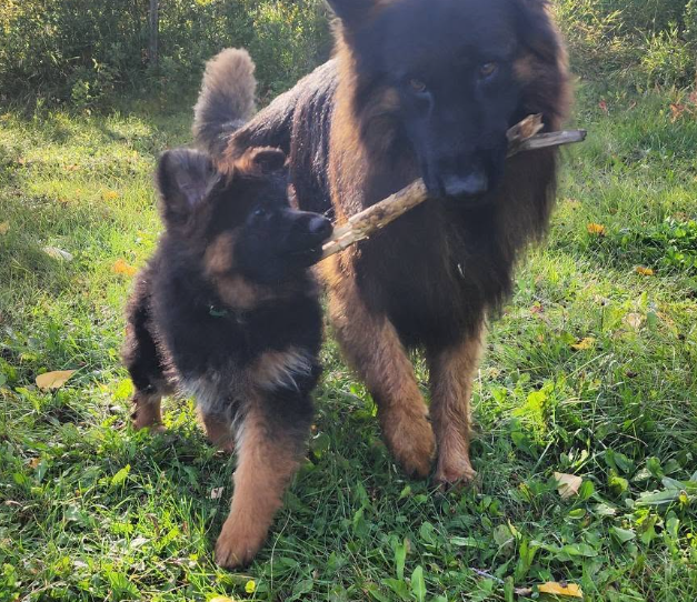 Kali and a puppy playing together on grass, sharing a stick in a natural outdoor setting, reflecting trust, mentorship, and the preservation-focused breeding philosophy of Vom Eistobel.