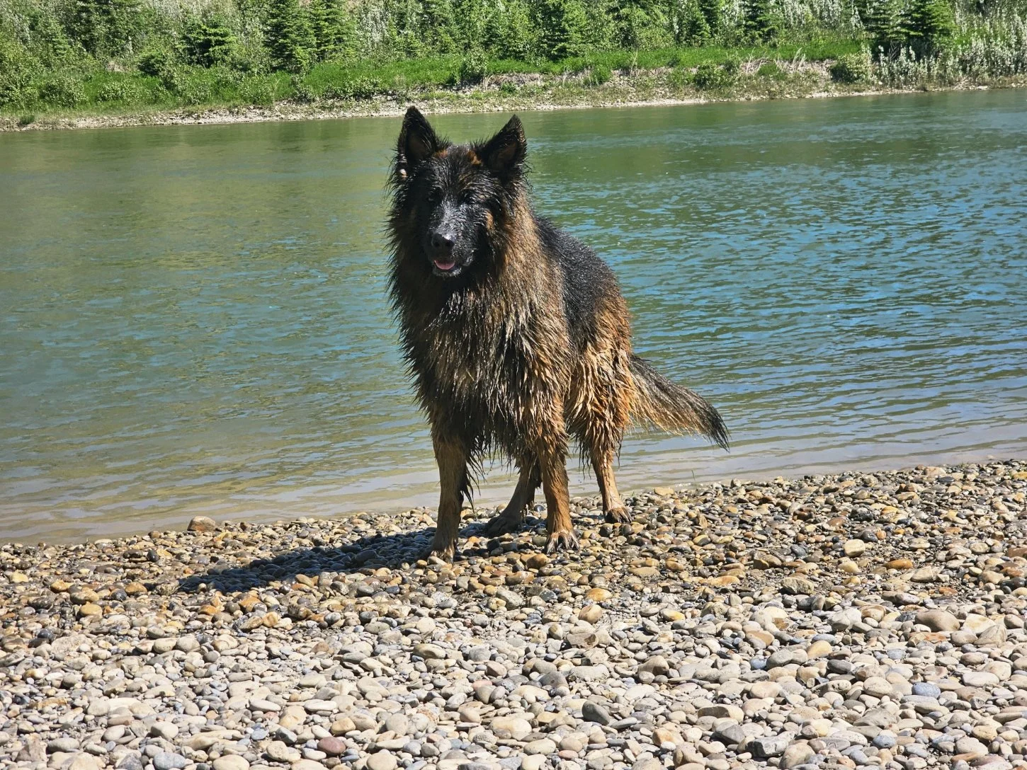 Balto, a Long-Haired German Shepherd standing on a rocky shoreline after entering the water, reflecting strength, balance, and the preservation-focused breeding philosophy of Vom Eistobel.