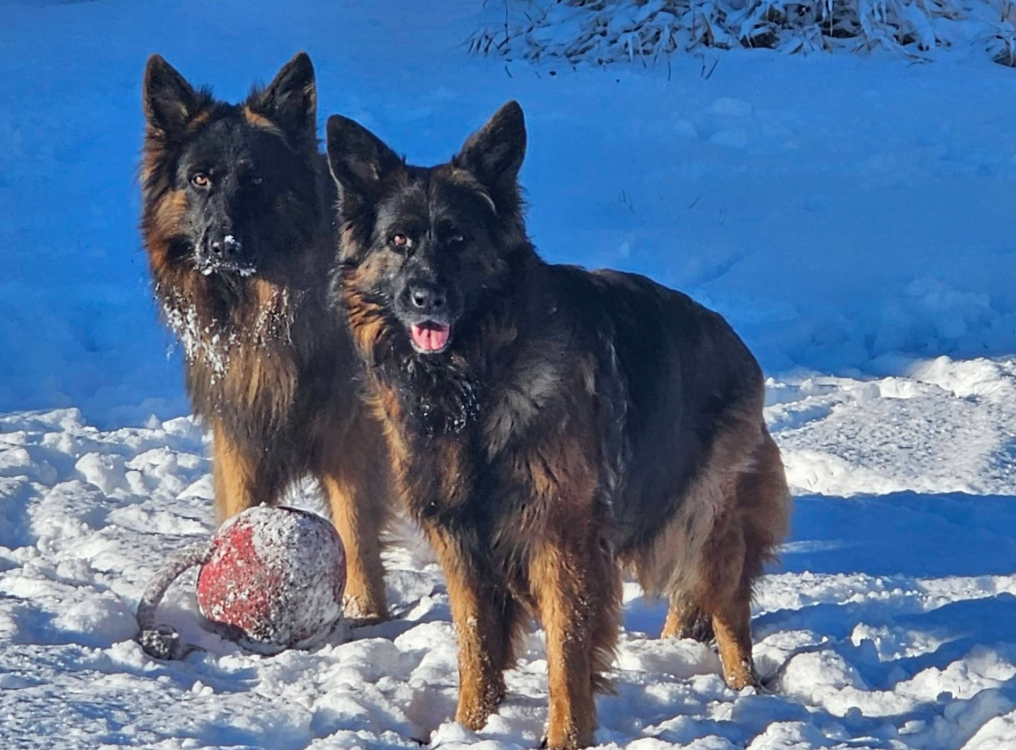 Carmen and Kali, two Long-Haired German Shepherds standing together in a snowy setting with a toy, reflecting the trust, confidence, and preservation-focused breeding philosophy of Vom Eistobel.