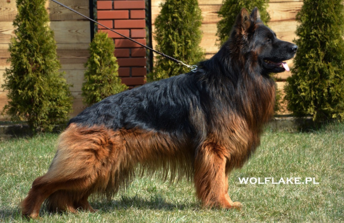 Vom Eistobel German Shepherd ancestry illustrating foundation European bloodlines through Collorado Jarkowski Dwór and preservation breeding program origins.
