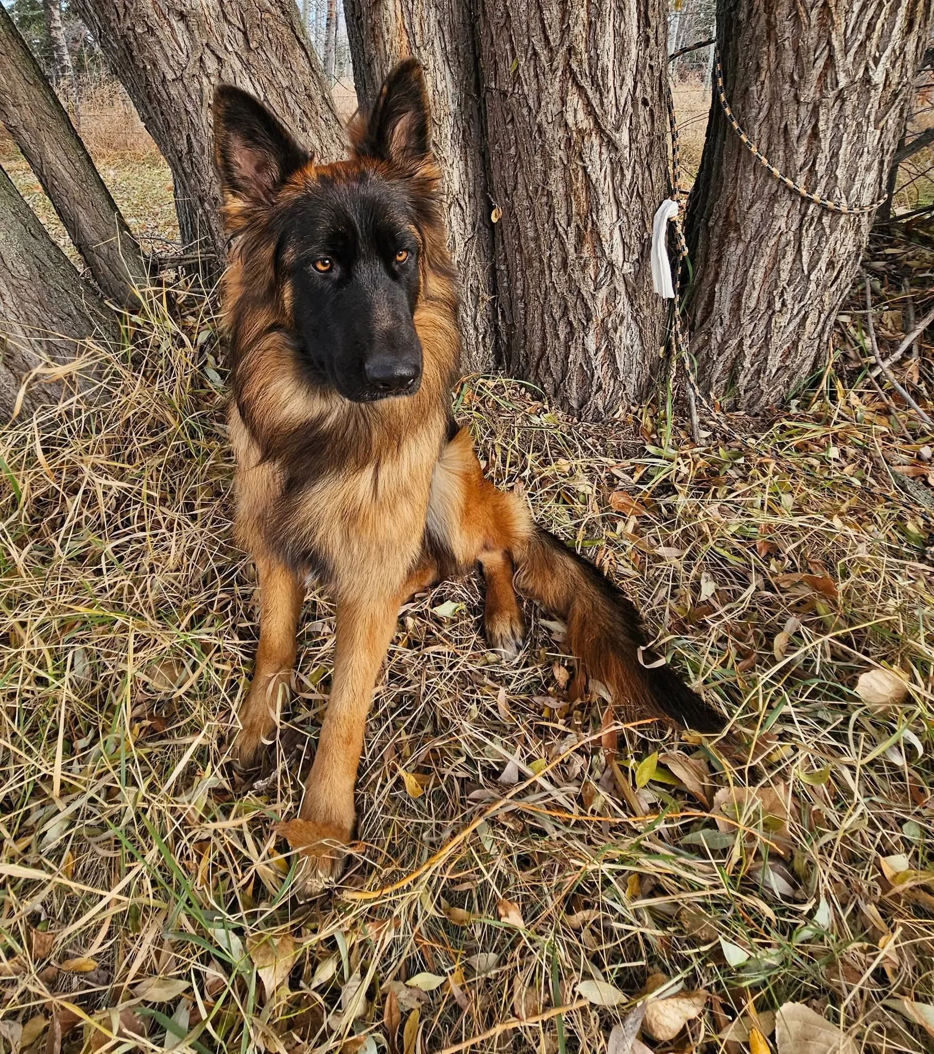 A Long Haired German Shepherd dog sitting in the grass near a tree in a wooded area.