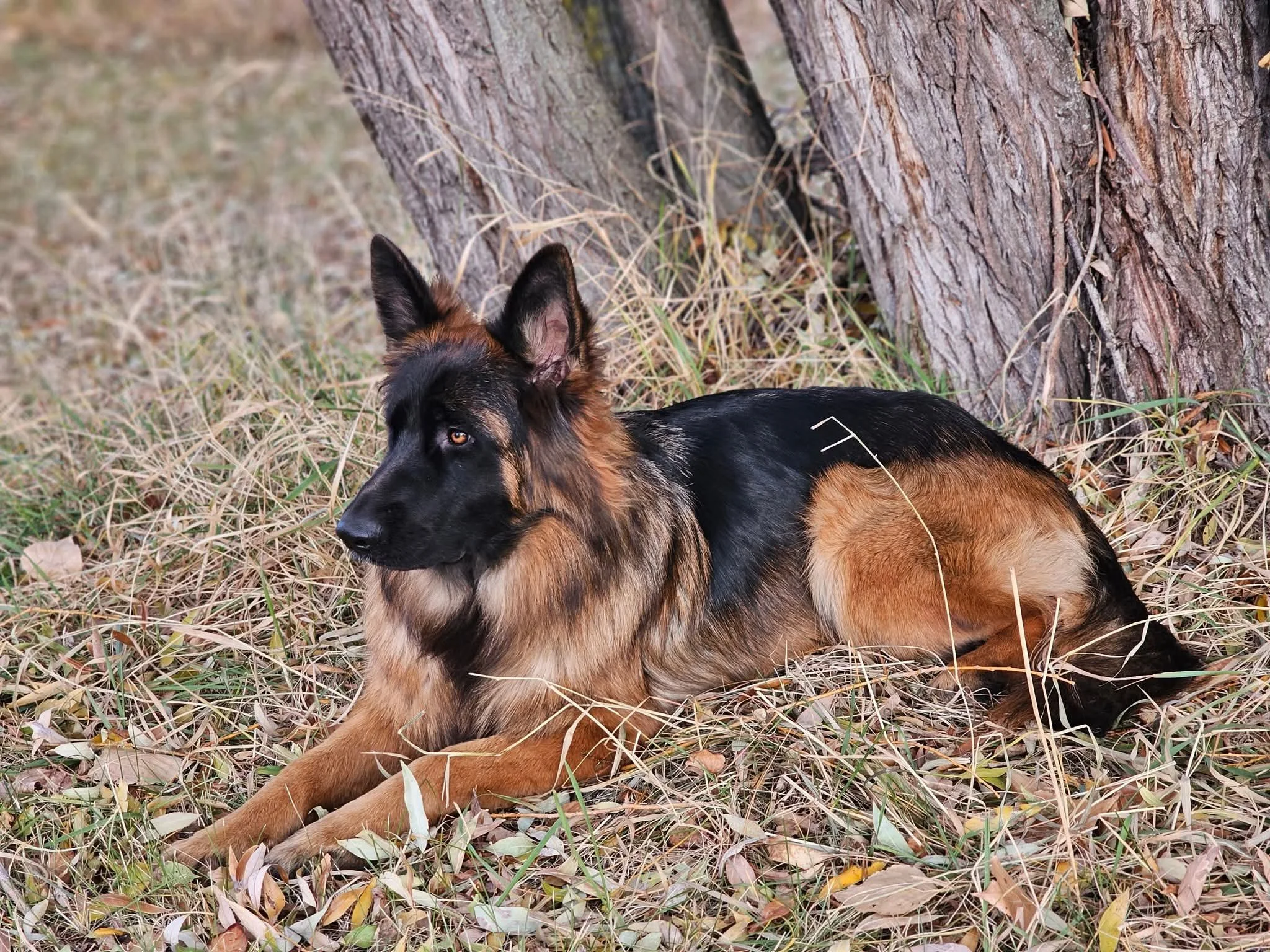 A Long Haired German Shepherd dog lying on the ground with grass and leaves, near a tree trunk outdoors.