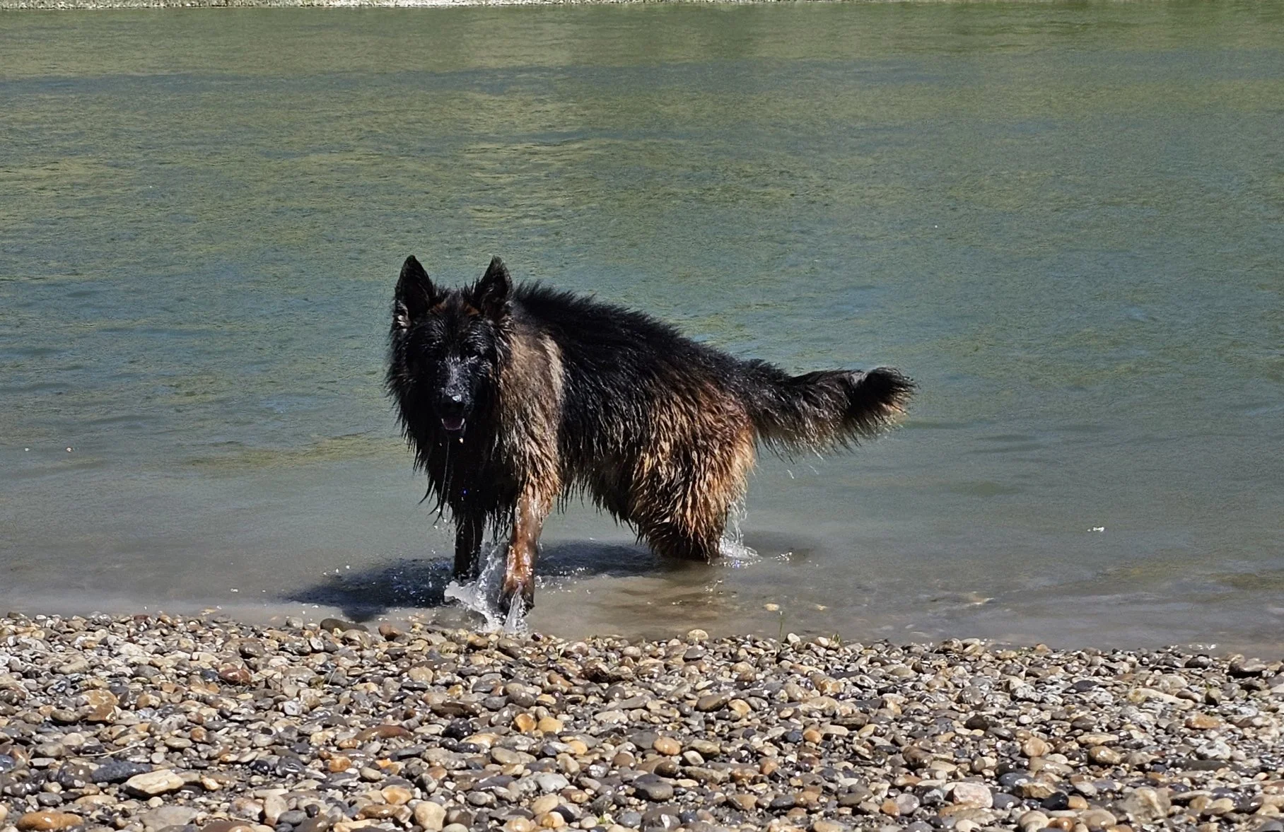 Balto, a Long-Haired German Shepherd standing calmly in shallow water on a rocky beach, reflecting balance, confidence, and the preservation-focused breeding philosophy of Vom Eistobel.