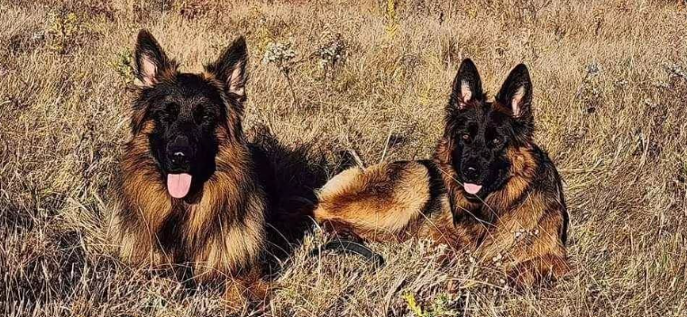 Bella and Kali, two Long-Haired German Shepherds resting peacefully in a grassy field, reflecting trust, companionship, and the preservation-focused breeding philosophy of Vom Eistobel.