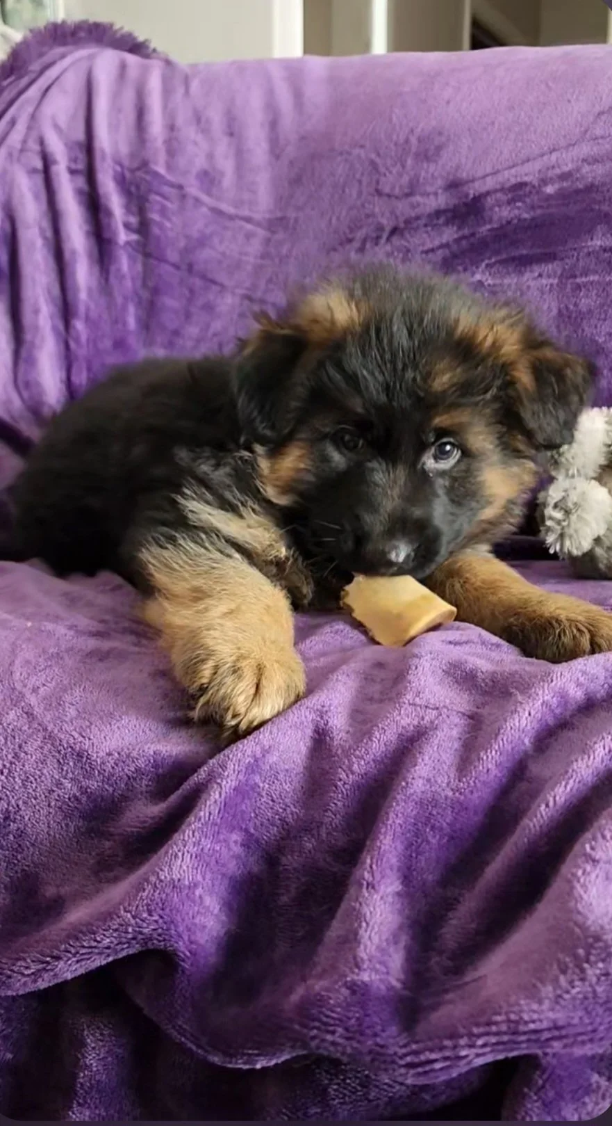 A adorable German Shepherd puppy with black and tan fur lying on a purple blanket.