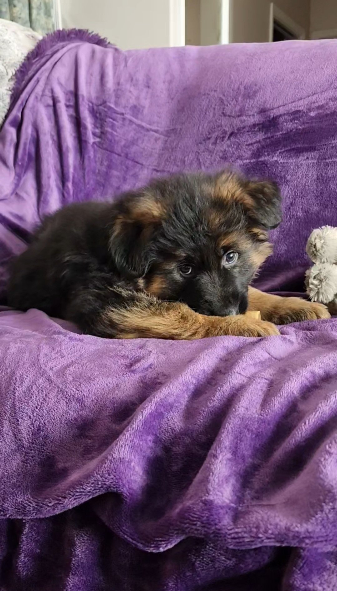Black and tan Long-Haired German Shepherd puppy indoors on a blanket, showcasing early temperament, structure, and quality European bloodlines.
