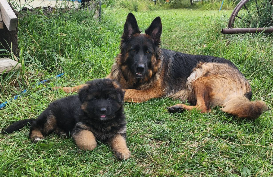 Bella and her puppy resting together on green grass in a natural outdoor setting, reflecting trust, early socialization, and the preservation-focused breeding philosophy of Vom Eistobel.