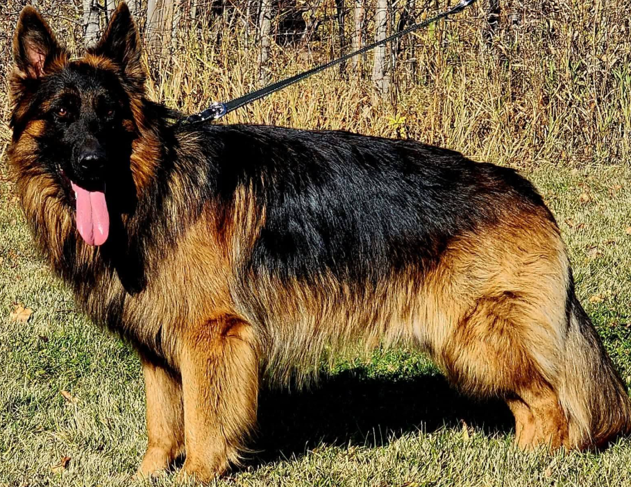Axel (Kali), a Long-Haired German Shepherd, standing confidently outdoors on grass with leash attached, reflecting the trust, structure, and preservation-focused breeding philosophy of Vom Eistobel.
