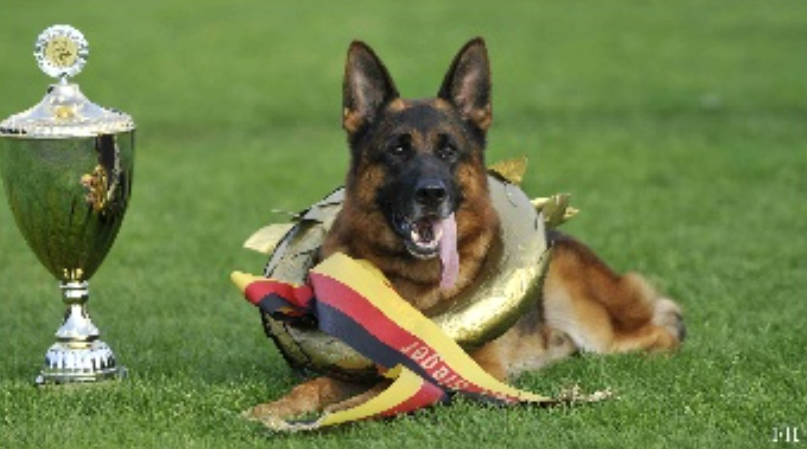 Vegas du Haut Mansard German Shepherd resting beside a trophy with award medal and scarf, reflecting excellence, structure, and the preservation-focused breeding philosophy of Vom Eistobel.