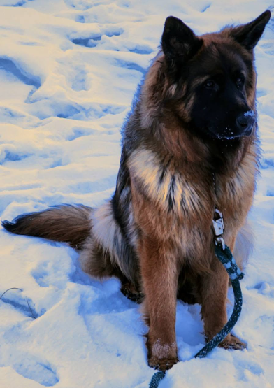 Carmen, a Long-Haired German Shepherd, sitting quietly in a snowy landscape with leash attached, reflecting trust, control, and the preservation-focused breeding philosophy of Vom Eistobel