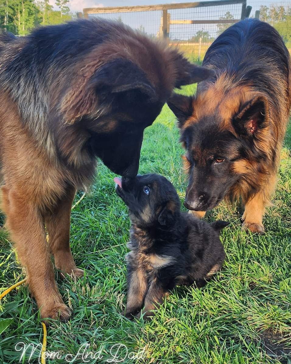 Two adult dogs and a puppy in a grassy outdoor area, with a wooden fence and trees in the background. One adult dog is licking the puppy, which has blue eyes and is looking up.