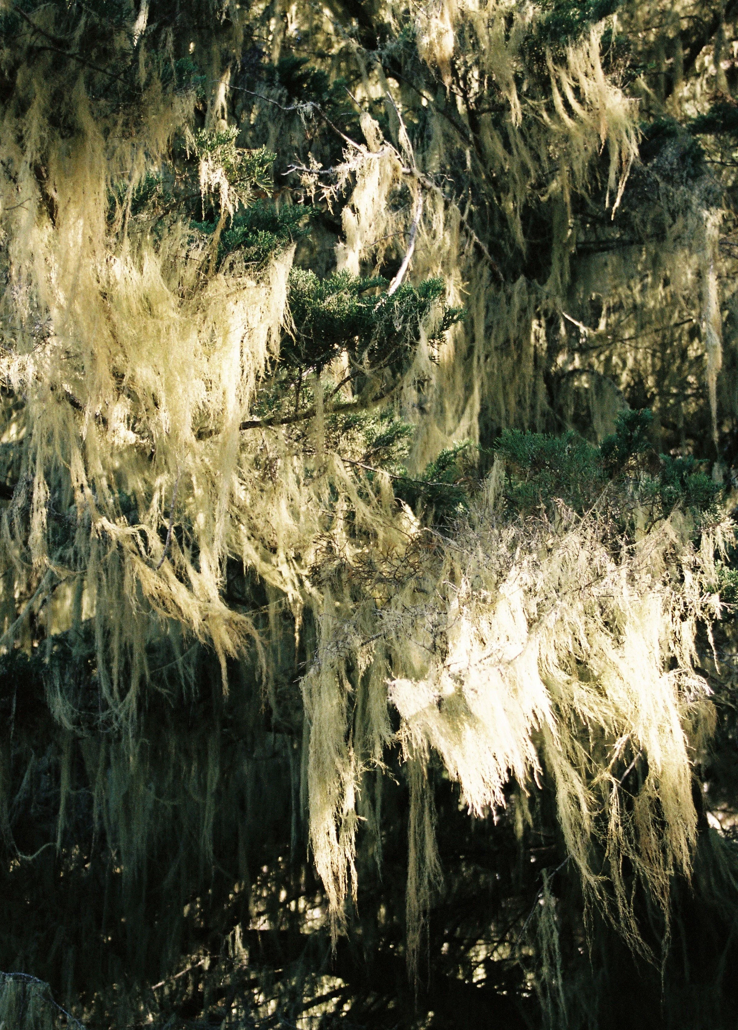 Esalen 